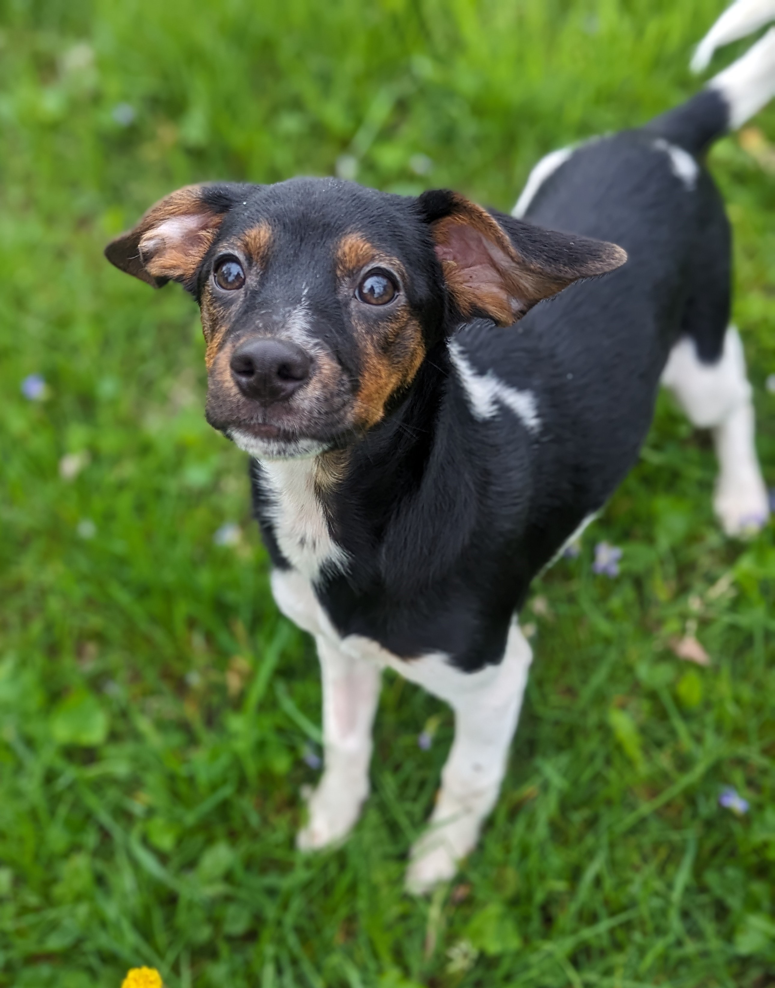Enlarge Martha, a Adopted mixed breed in Cowlesville, NY image 2/3