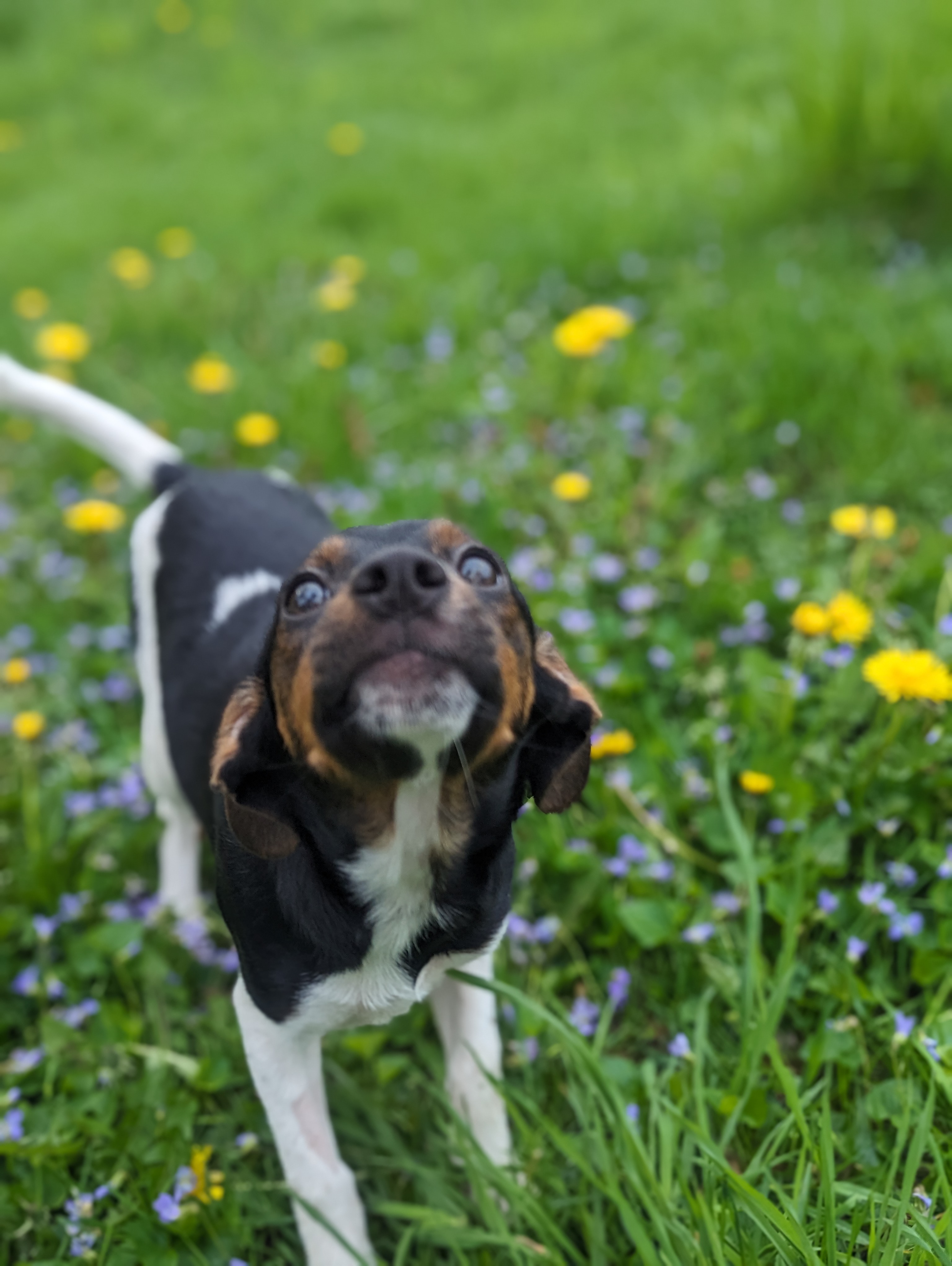 Enlarge Martha, a Adopted mixed breed in Cowlesville, NY image 3/3