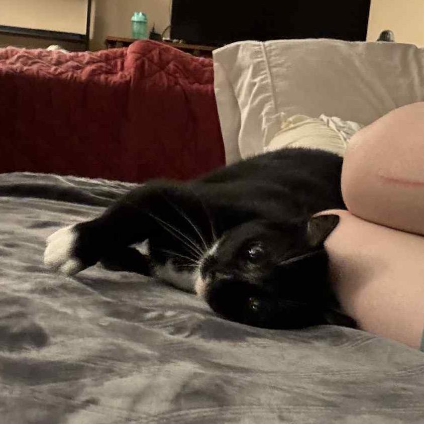 Enlarge Lil Debbie, a Adoptable Domestic Short Hair in Ephrata, PA image 2/3