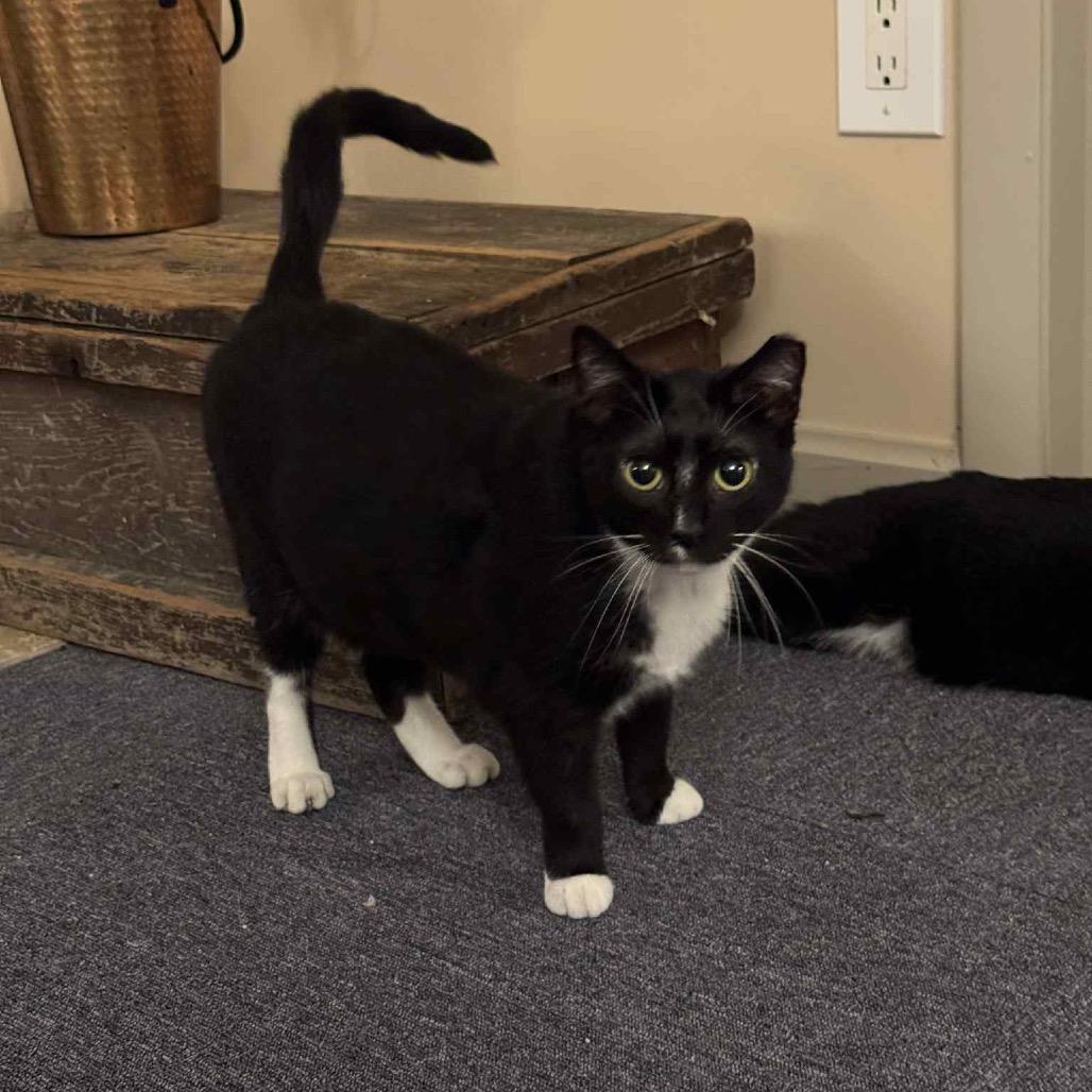 Enlarge Lil Debbie, a Adoptable Domestic Short Hair in Ephrata, PA image 3/3