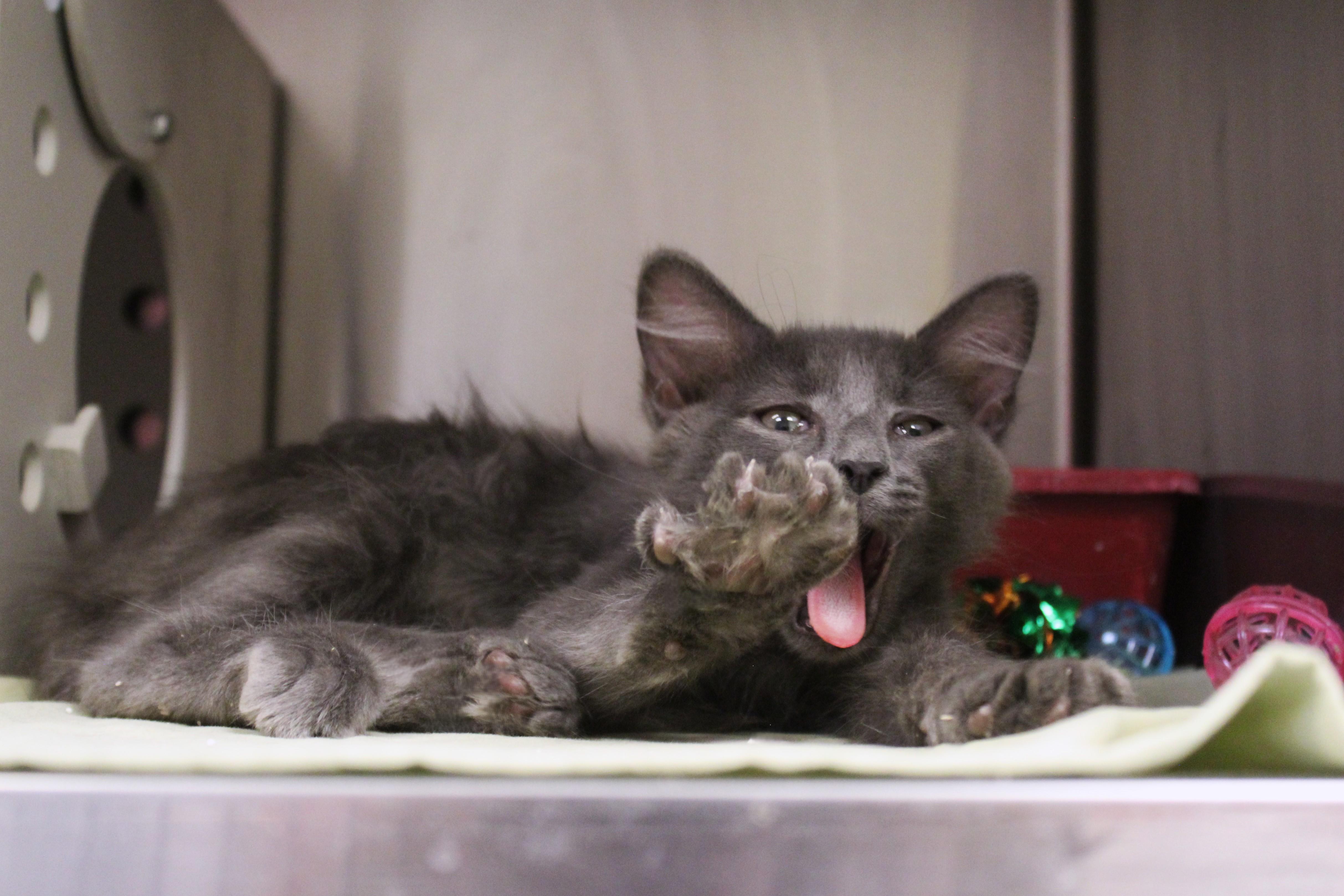 Ike, an adopted Domestic Medium Hair in Yucca Valley, CA image 5/5