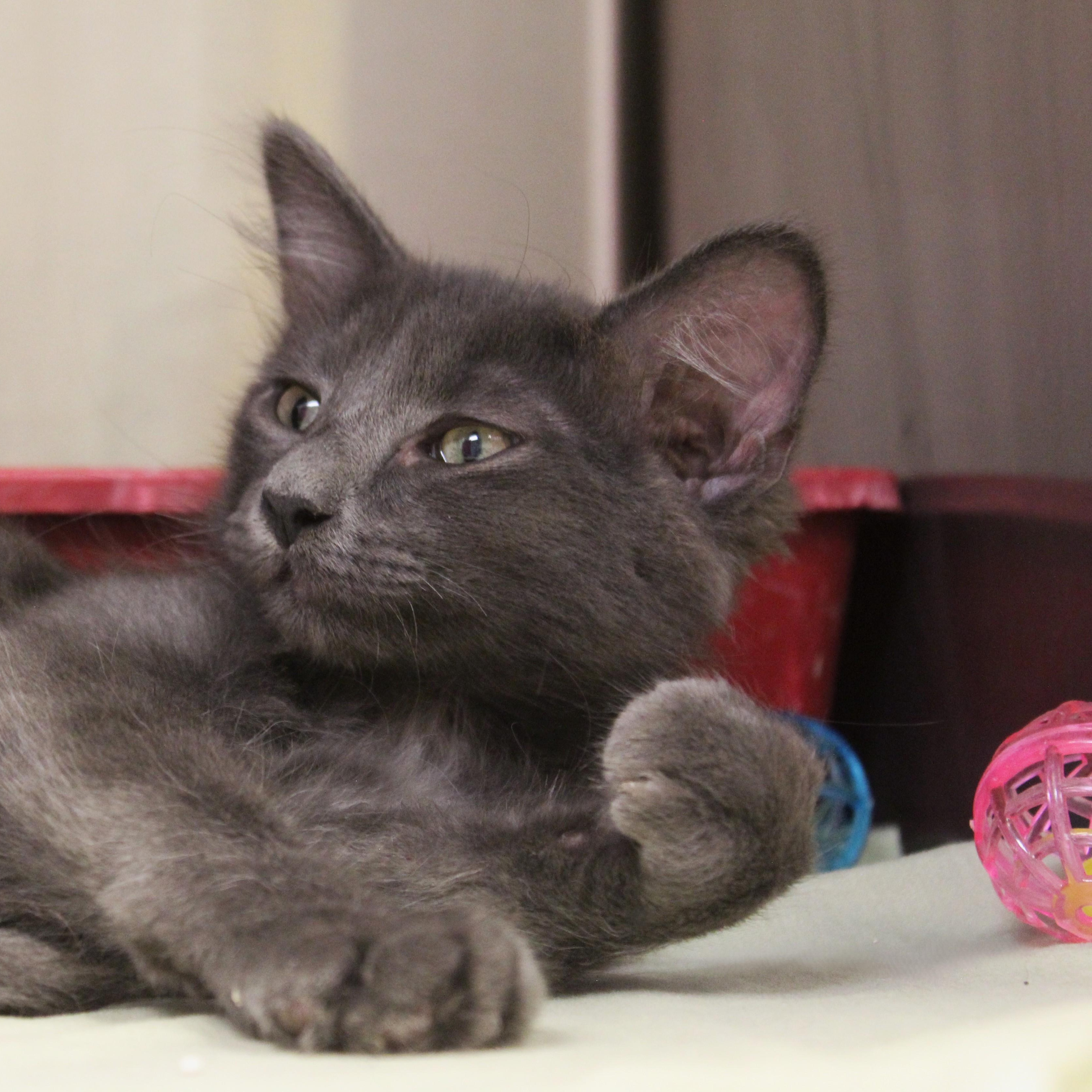 Ike, adopted, Young Male Domestic Medium Hair.