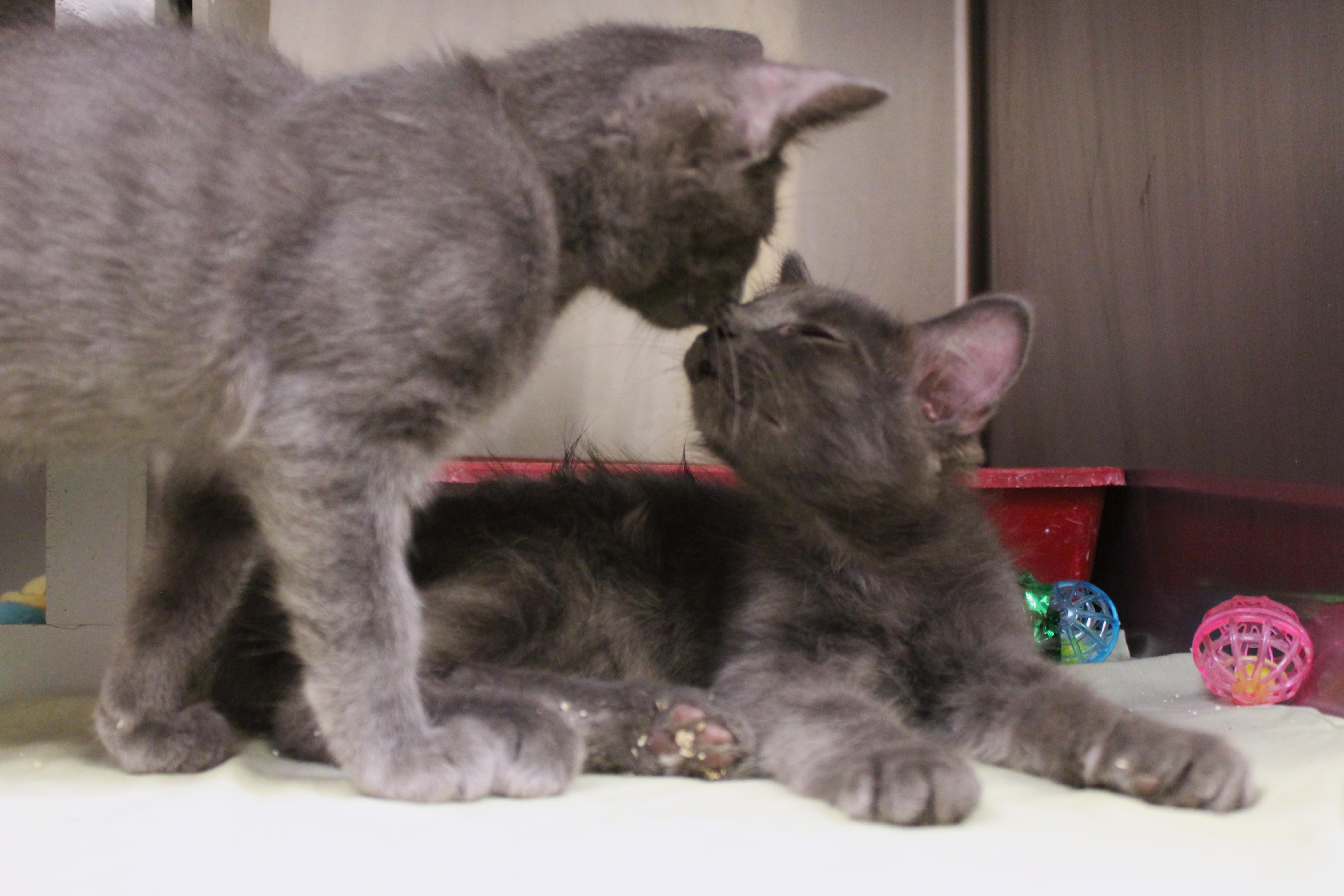 Ike, an adopted Domestic Medium Hair in Yucca Valley, CA image 4/5