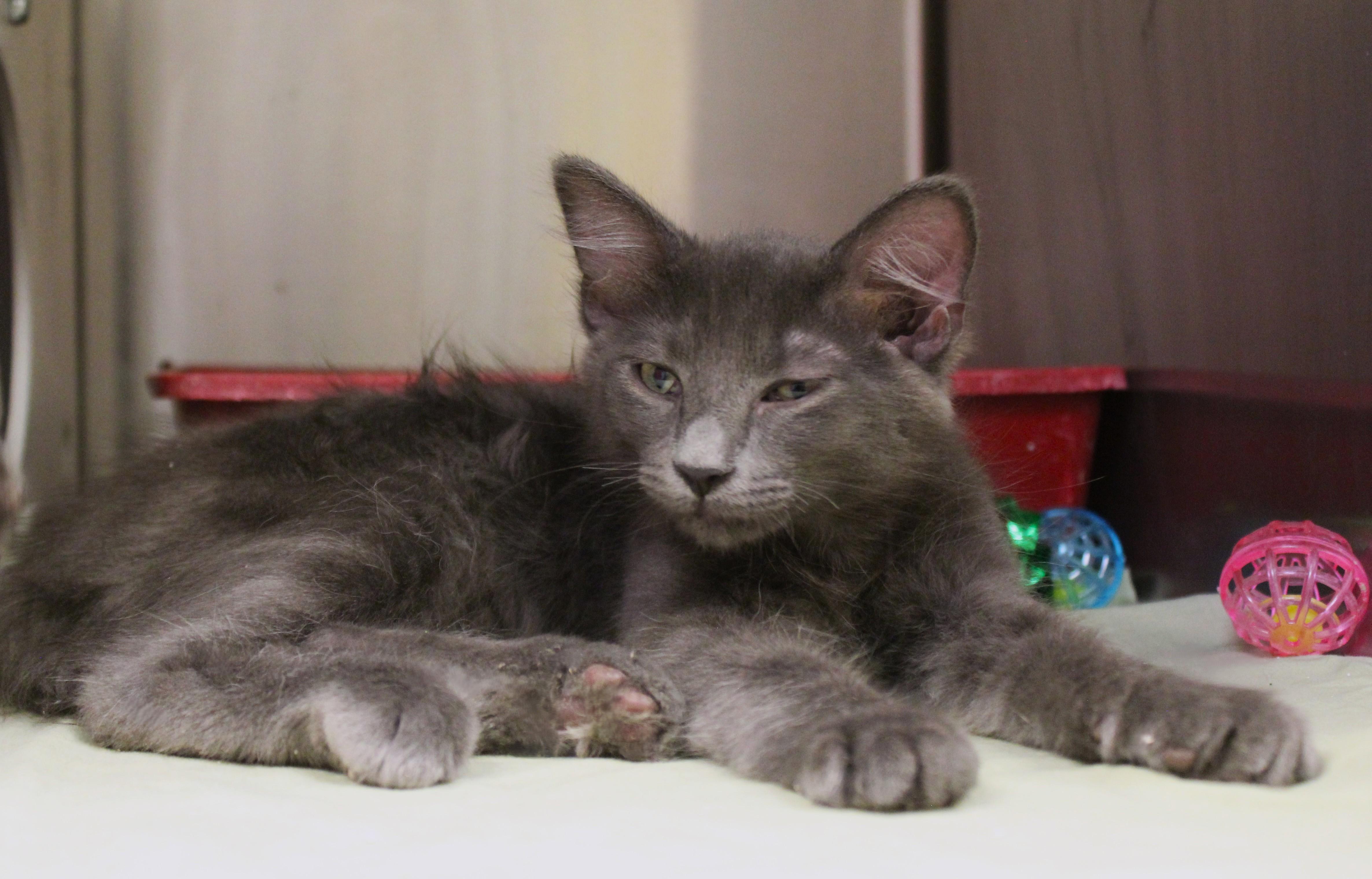 Ike, an adopted Domestic Medium Hair in Yucca Valley, CA image 2/5