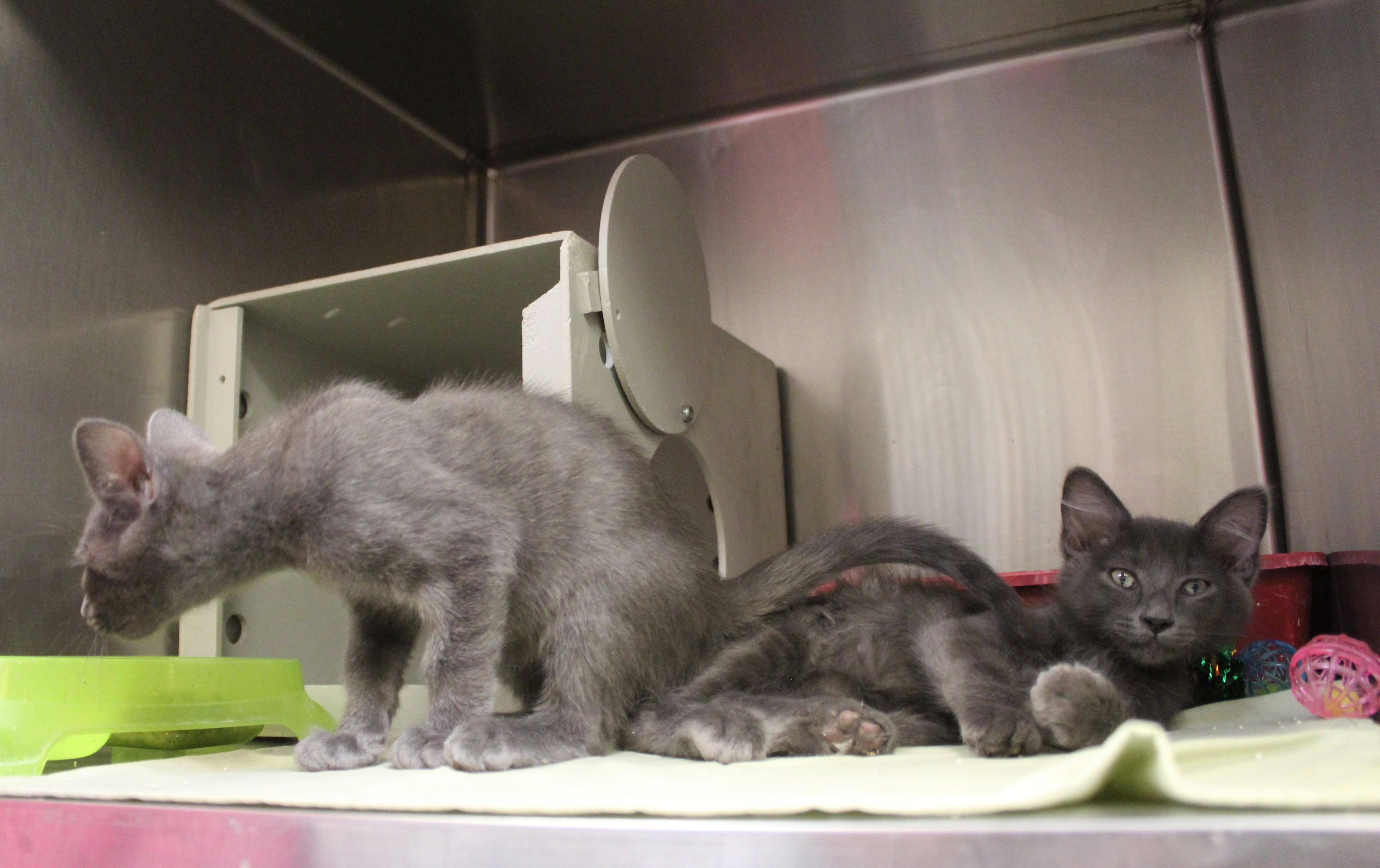 Ike, an adopted Domestic Medium Hair in Yucca Valley, CA image 3/5