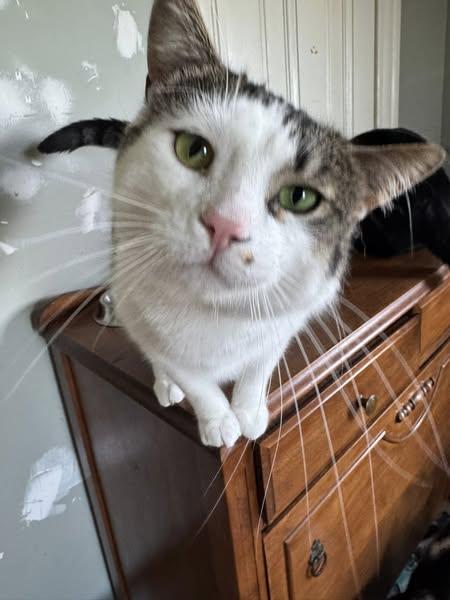 Sasha, an adoptable Domestic Short Hair in Spencerville, ON, K0E 1X0 | Photo Image 1