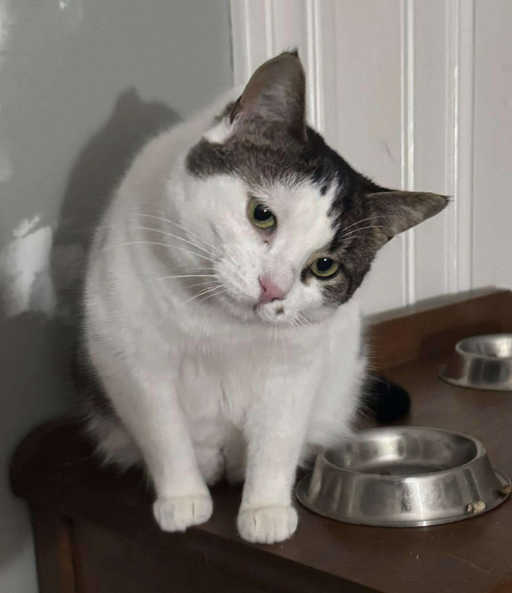 Sasha, an adoptable Domestic Short Hair in Spencerville, ON, K0E 1X0 | Photo Image 3