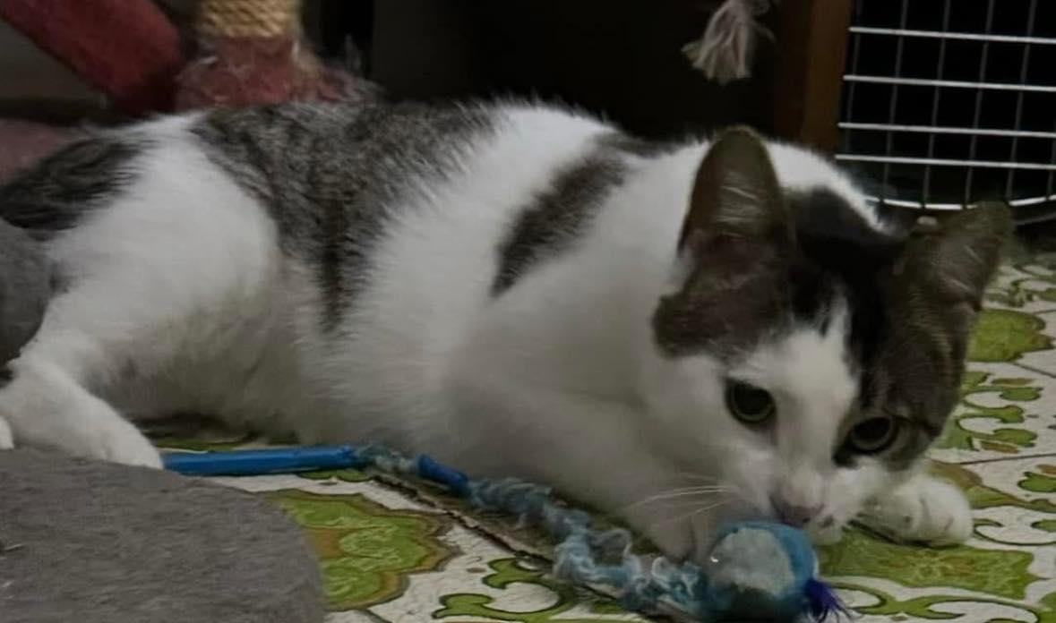 Sasha, an adoptable Domestic Short Hair in Spencerville, ON, K0E 1X0 | Photo Image 2
