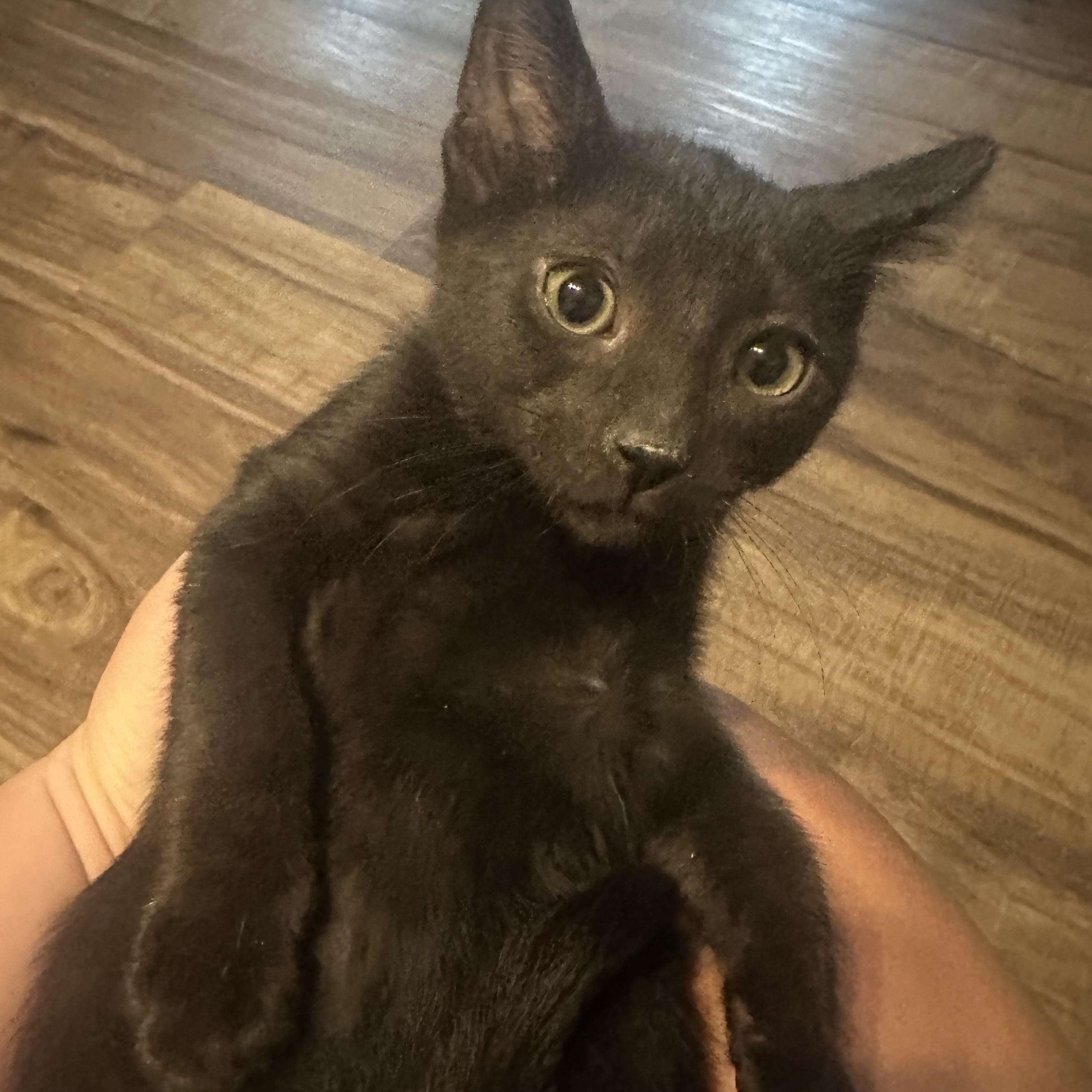 Boba INDOOR ONLY, an adopted mixed breed in Stockton, CA image 1/6