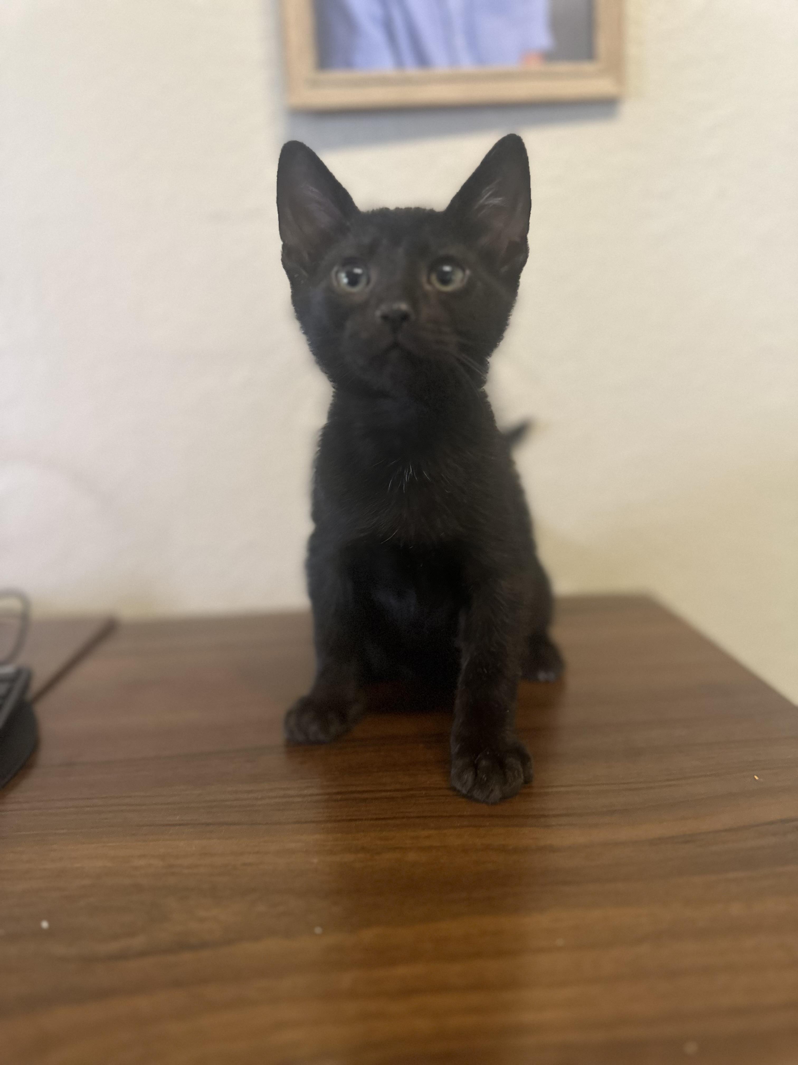 Boba INDOOR ONLY, an adopted mixed breed in Stockton, CA image 4/6