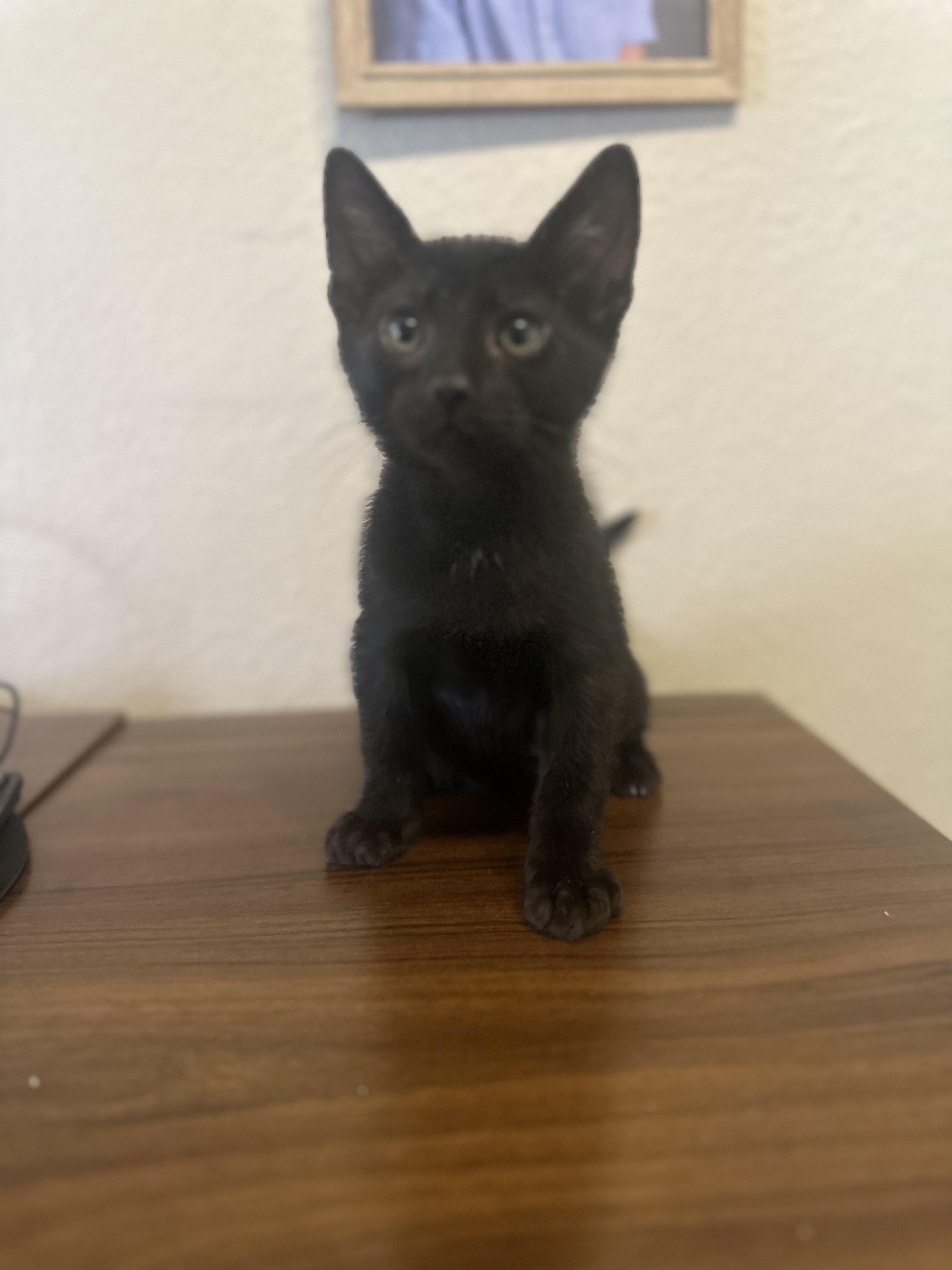 Boba INDOOR ONLY, an adopted mixed breed in Stockton, CA image 6/6