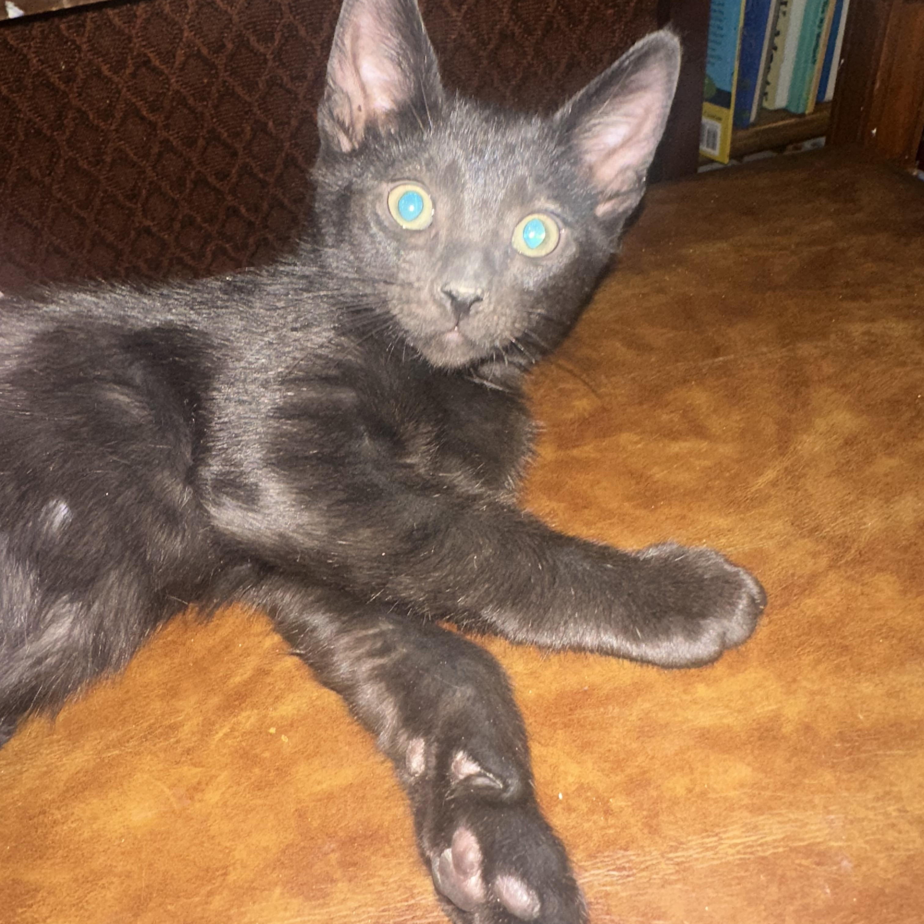 Boba INDOOR ONLY, an adopted mixed breed in Stockton, CA image 3/6