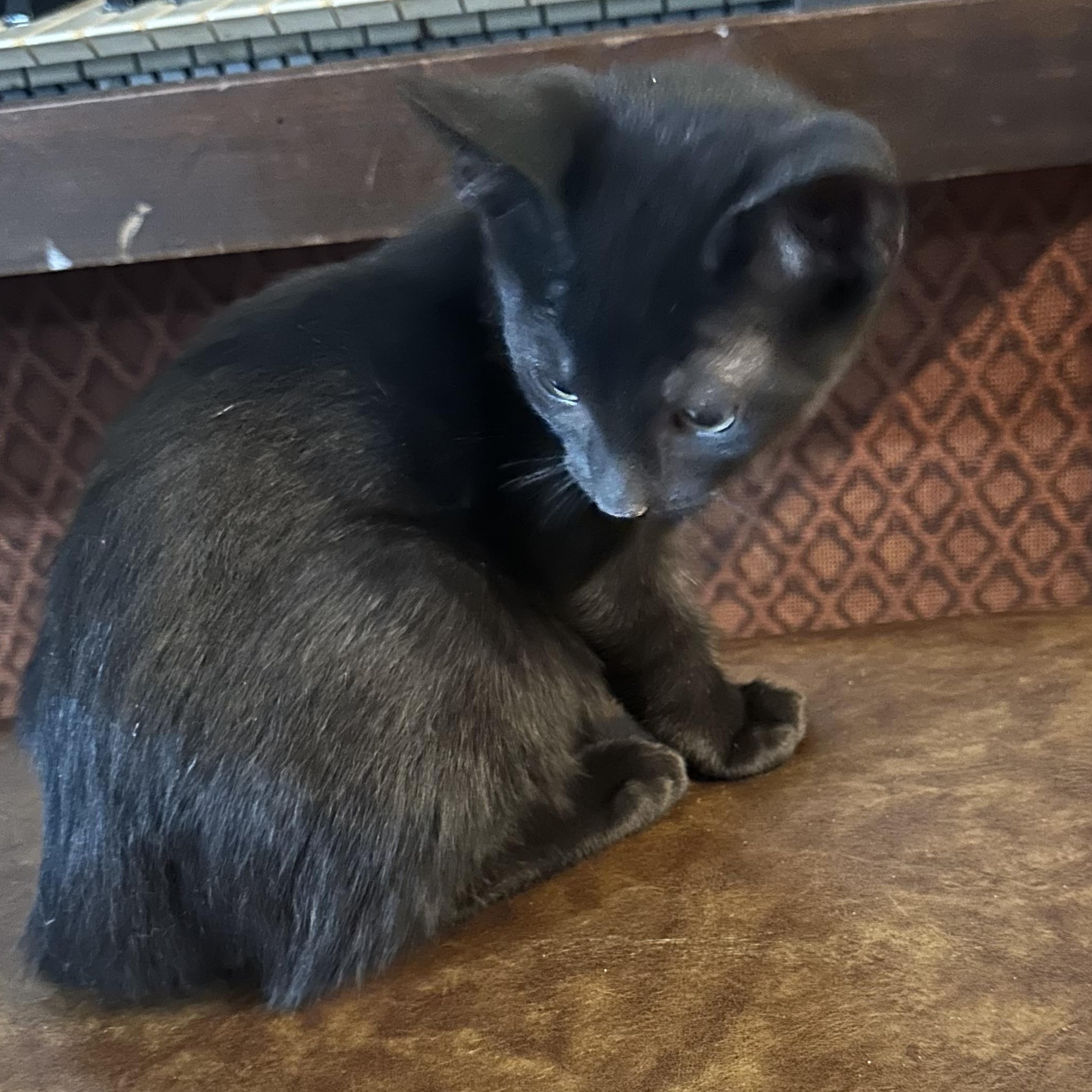 Boba INDOOR ONLY, an adopted mixed breed in Stockton, CA image 2/6