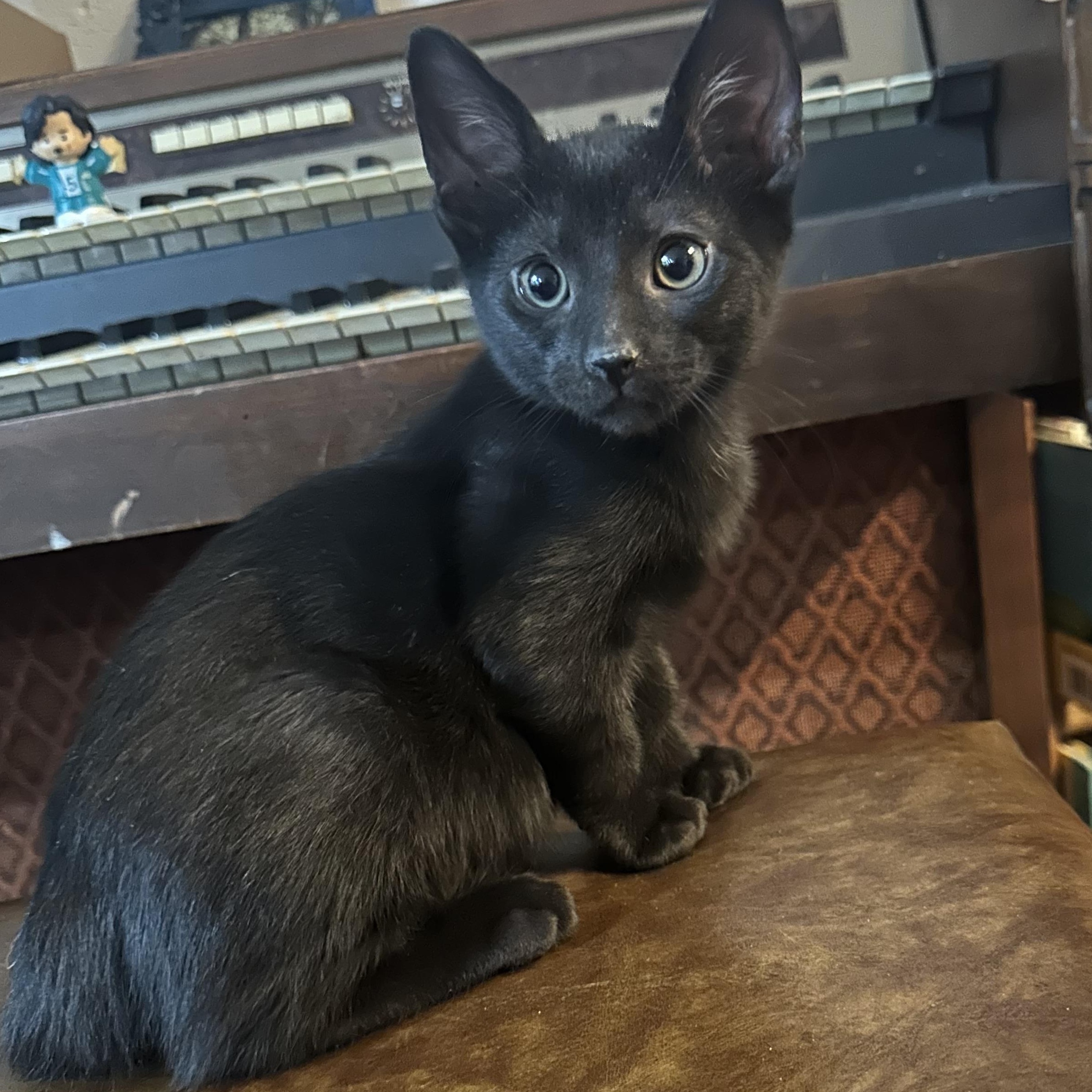 Boba INDOOR ONLY, an adopted mixed breed in Stockton, CA image 5/6