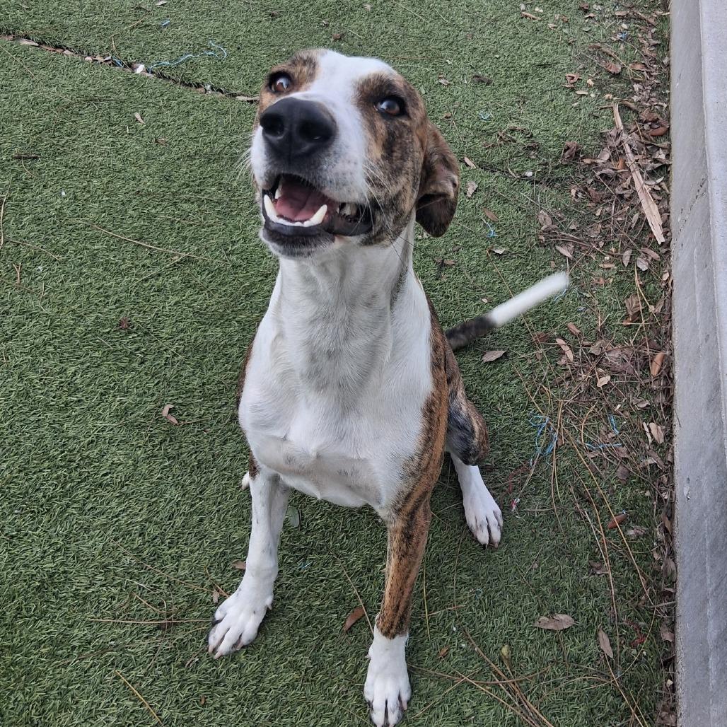 Rex, Adoptable, Adult Male Mixed Breed.