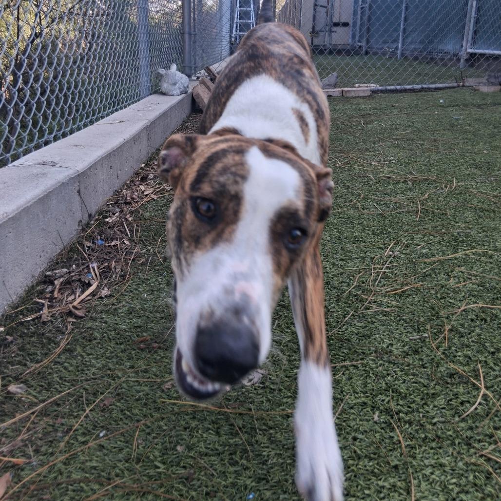 Rex, a Adoptable Mixed Breed in Galveston, TX image 3/5