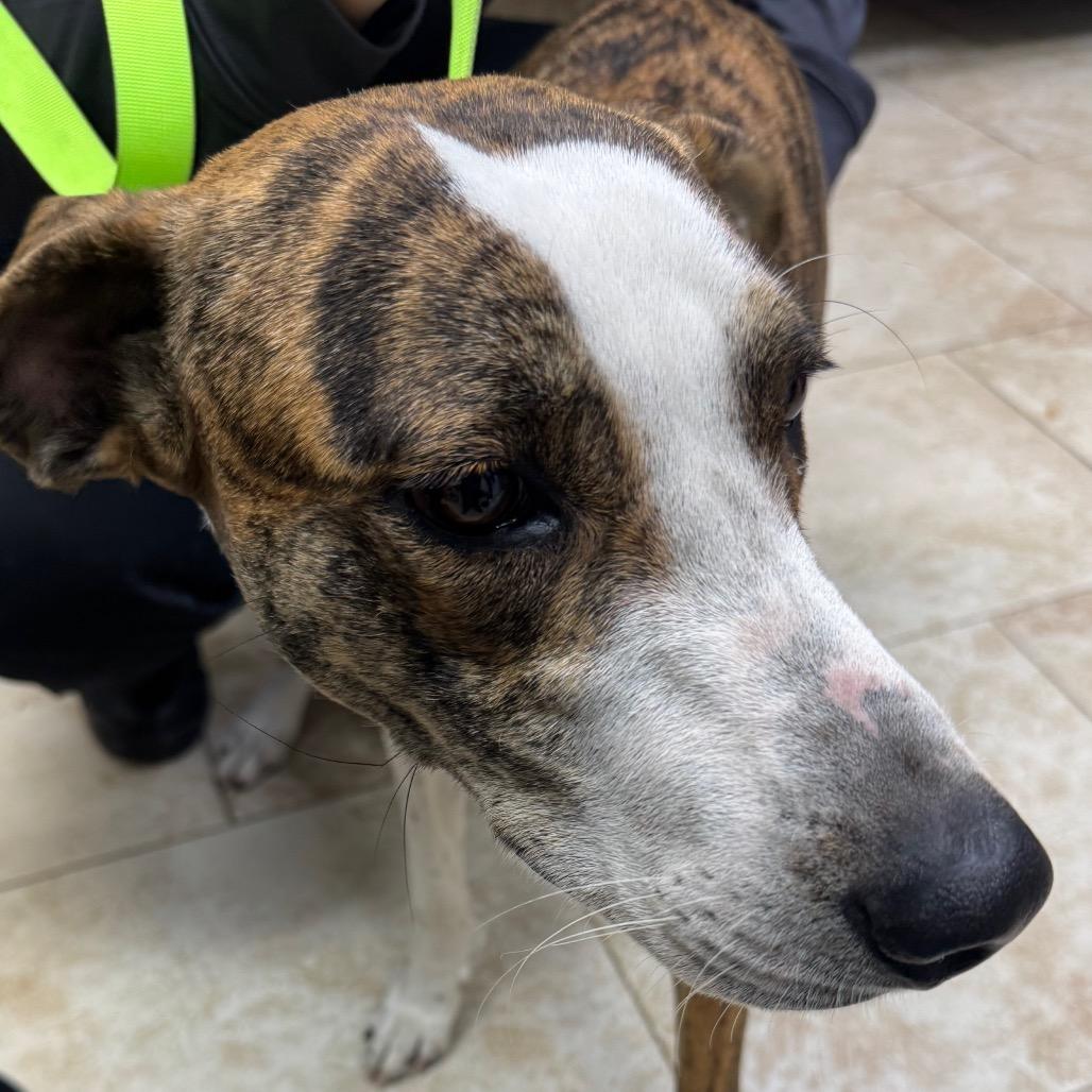 Rex, a Adoptable Mixed Breed in Galveston, TX image 4/5