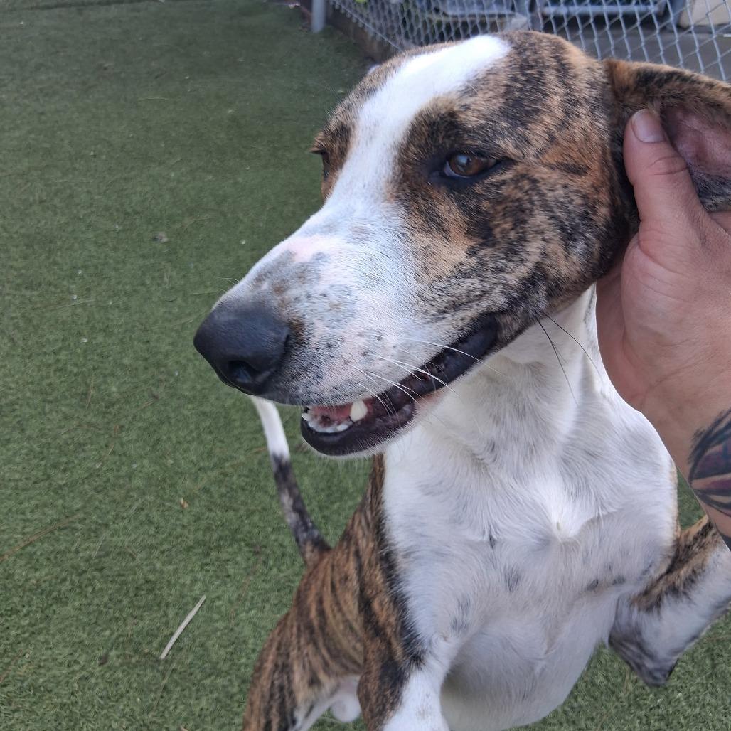 Rex, a Adoptable Mixed Breed in Galveston, TX image 5/5