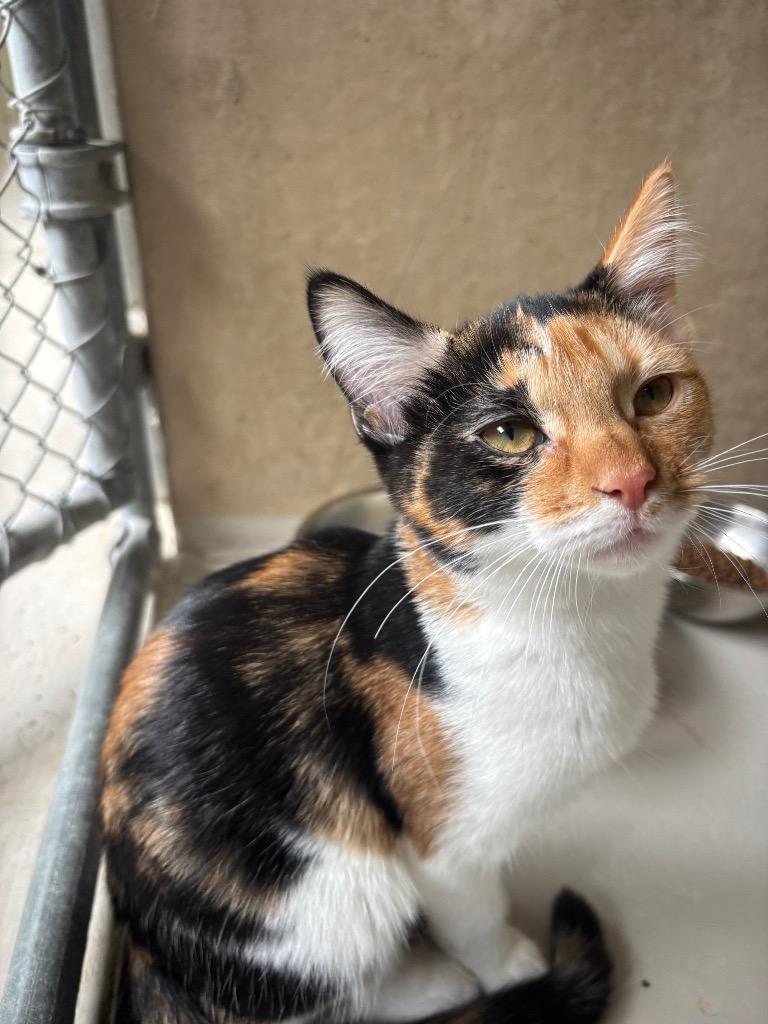 Ricotta, Adoptable, Kitten Female Domestic Short Hair.