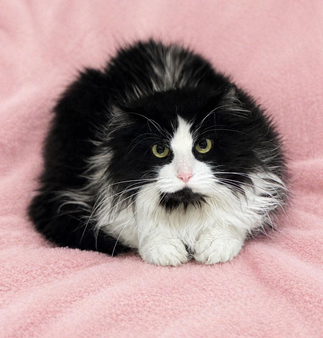 Mara, adoptable, Young Female Domestic Long Hair.
