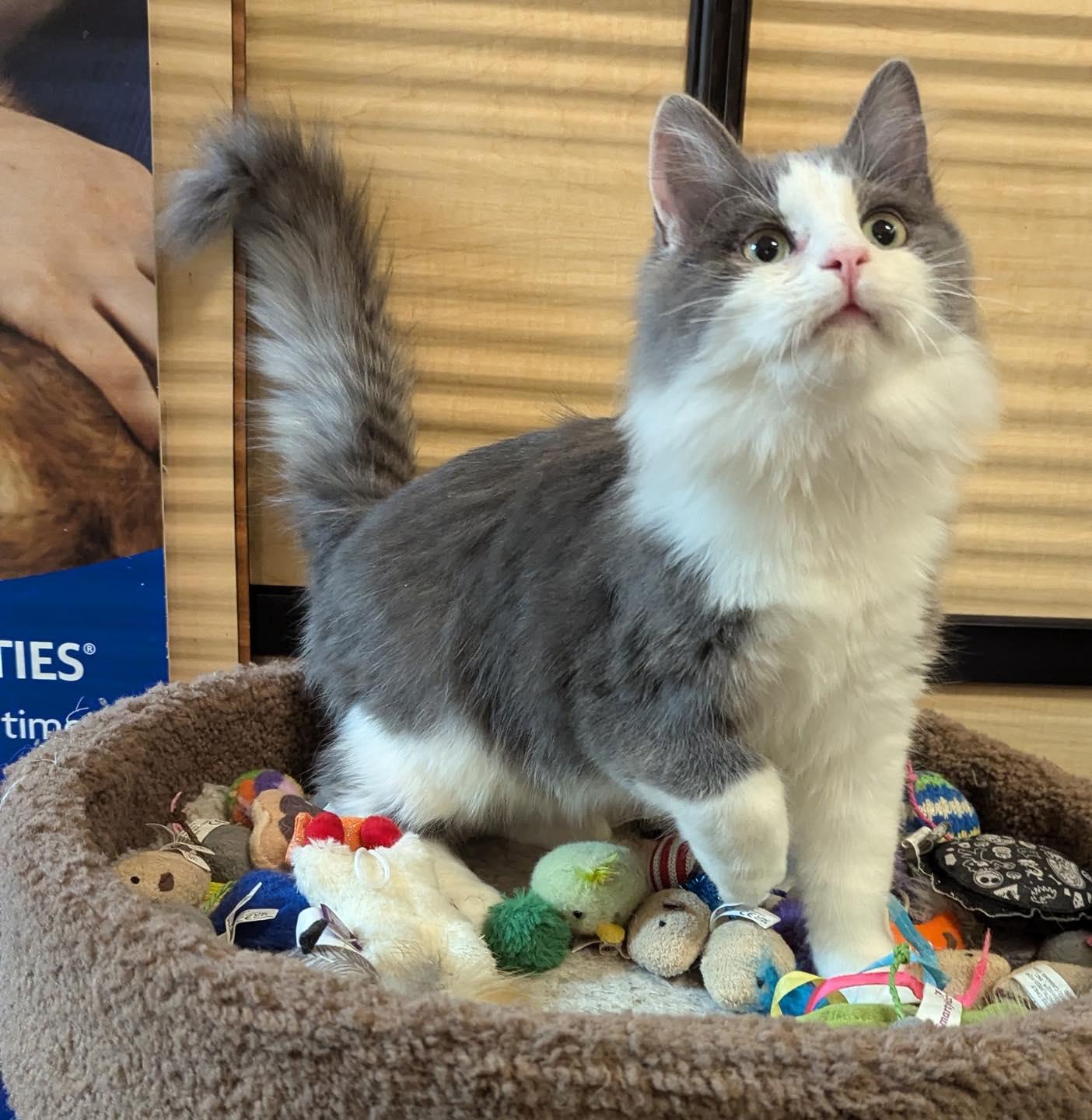 Charlie, a Adoptable Domestic Medium Hair in Noblesville, IN image 1/3