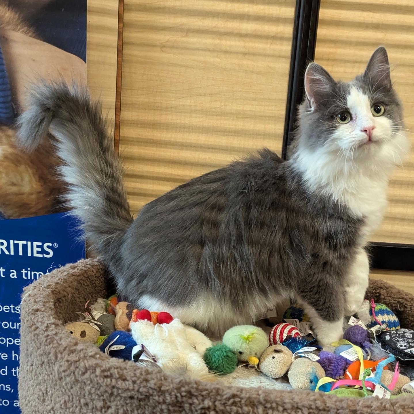 Charlie, Adoptable, Young Male Domestic Medium Hair.