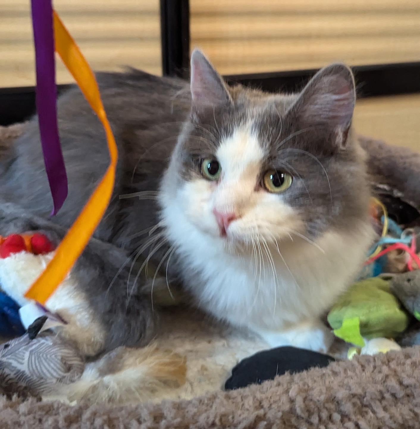 Charlie, a Adoptable Domestic Medium Hair in Noblesville, IN image 3/3