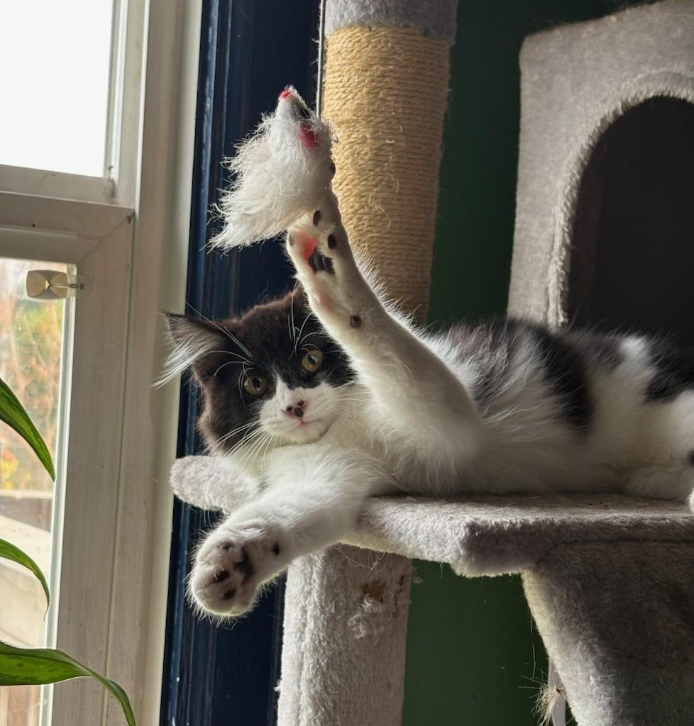 Everest (w/Else Elaine)