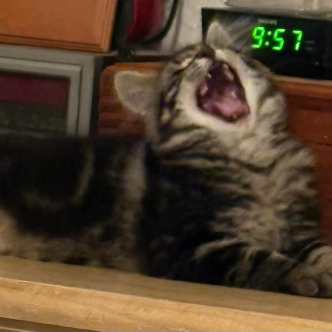 Everest (w/Else Elaine)