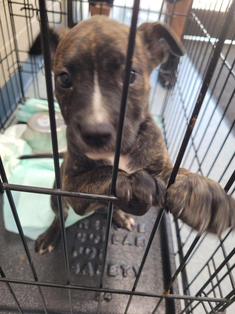 lizzy, Adopted, Young Female Mixed Breed & Pit Bull Terrier.