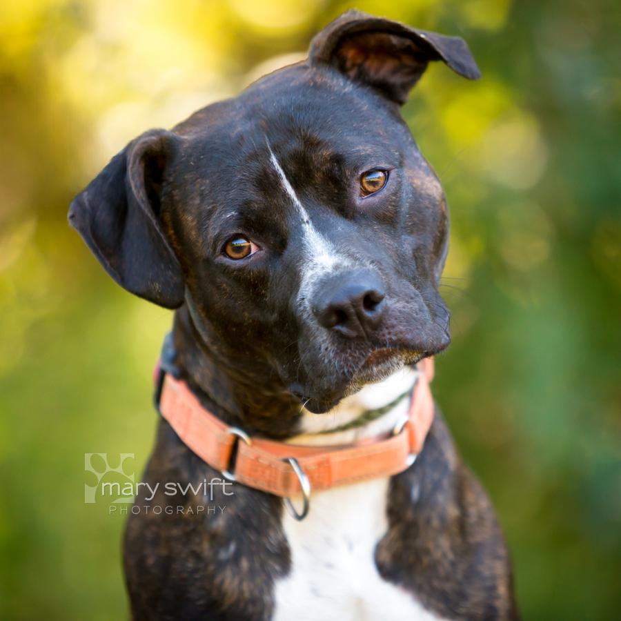 Pickles, Adoptable, Adult Male Pit Bull Terrier.