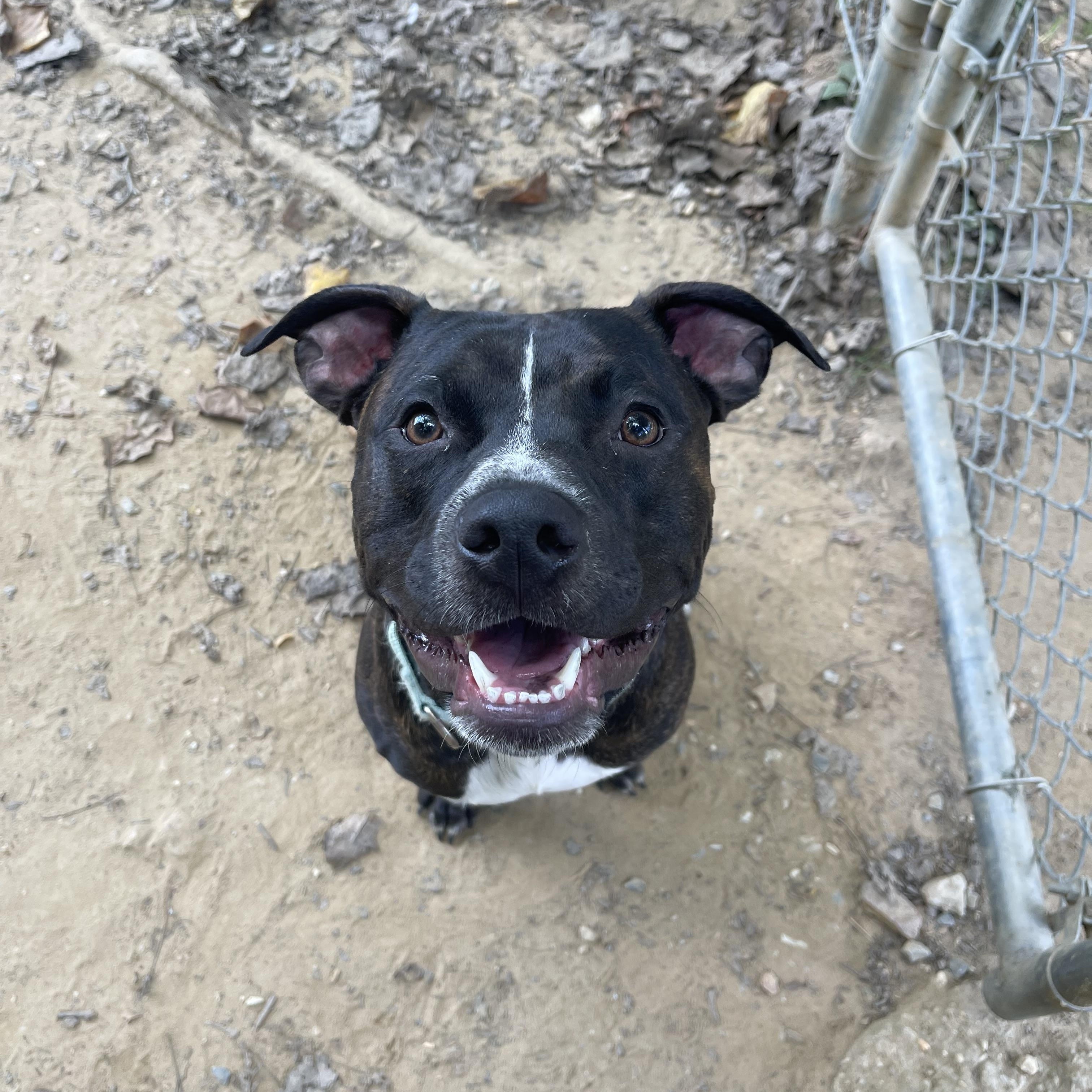 Enlarge Pickles, a Adoptable Pit Bull Terrier in Reisterstown, MD image 4/4