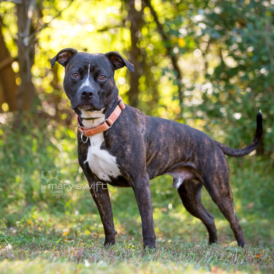 Enlarge Pickles, a Adoptable Pit Bull Terrier in Reisterstown, MD image 3/4