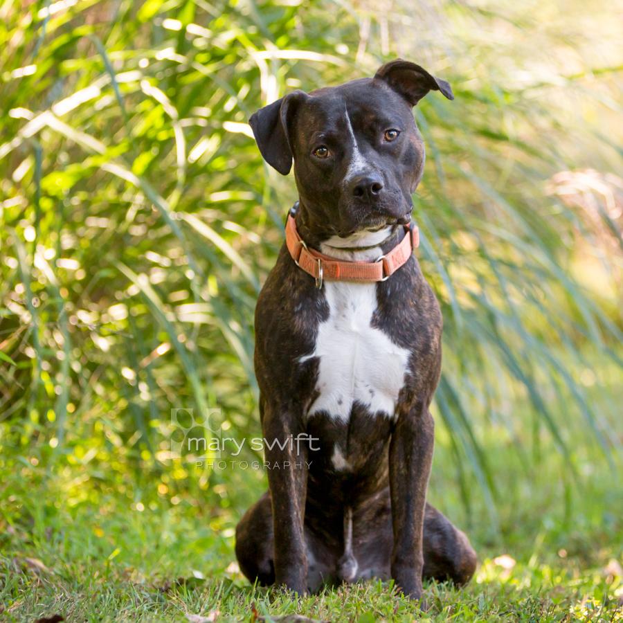 Enlarge Pickles, a Adoptable Pit Bull Terrier in Reisterstown, MD image 2/4