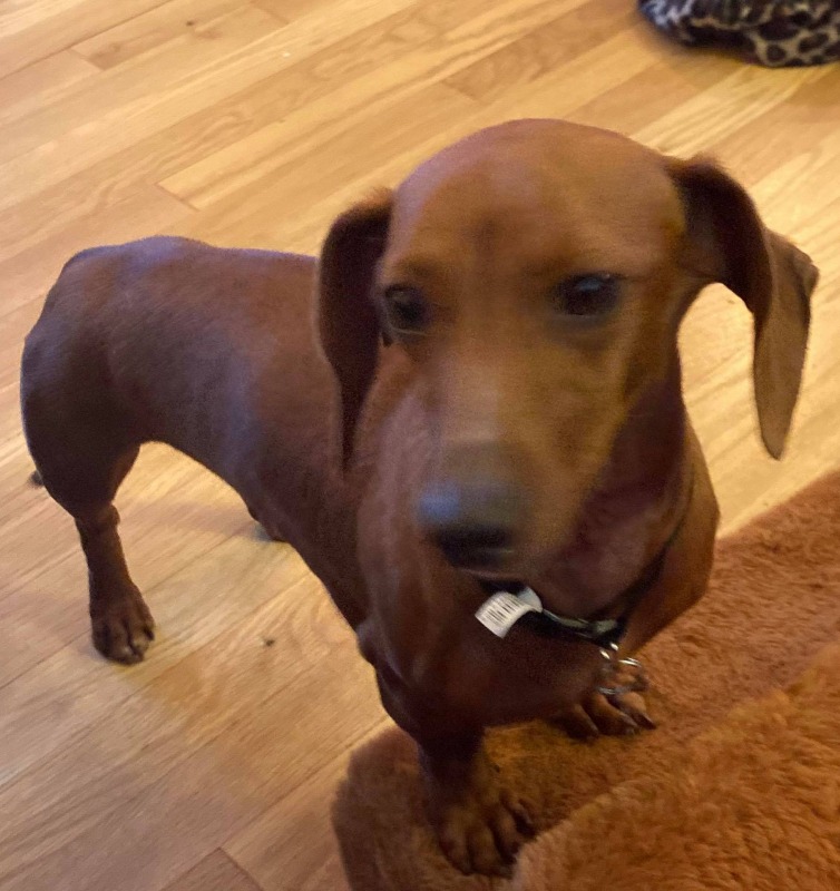 Enlarge Jem (MD), a Adoptable Dachshund image 1/1