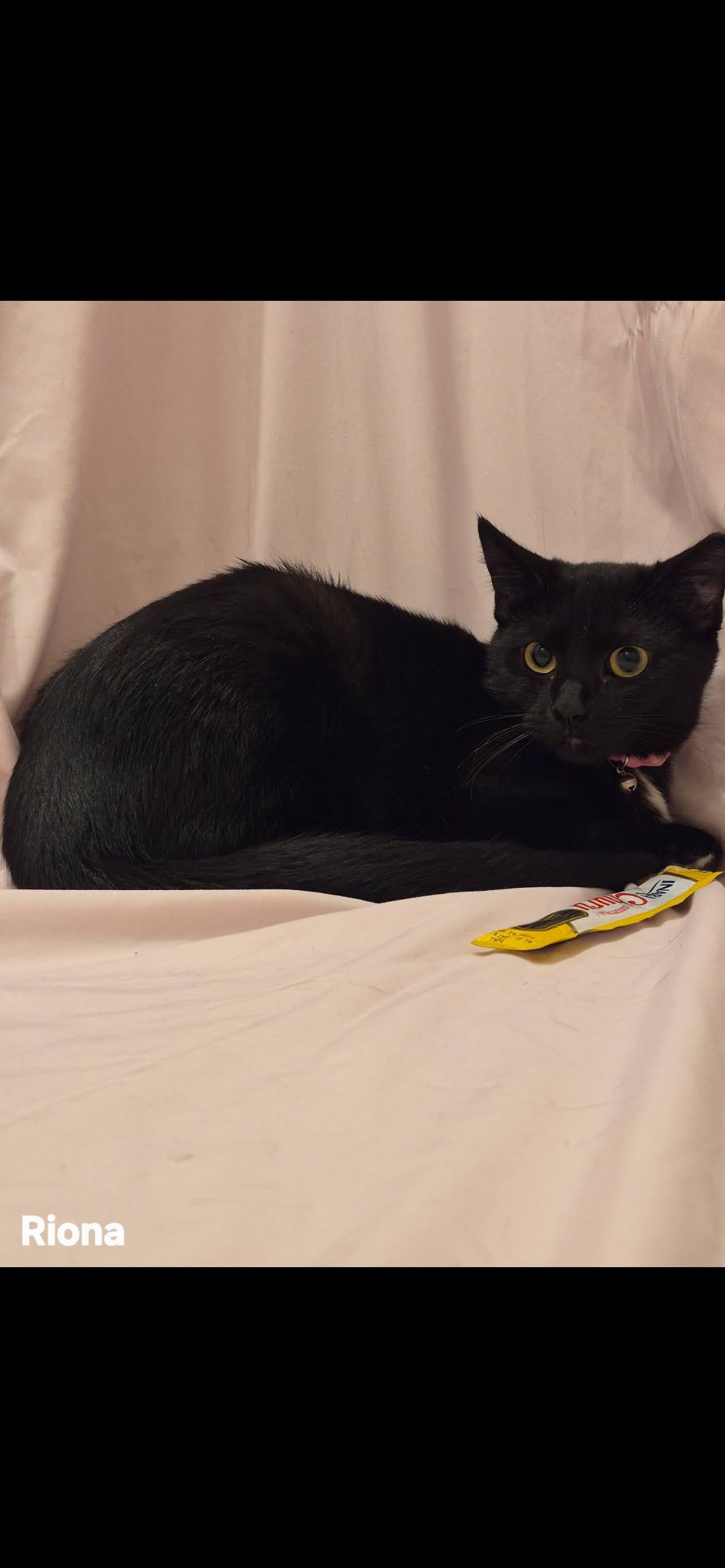 Enlarge Riona, a ADOPTABLE Domestic Short Hair in Arlington, TX image 1/1