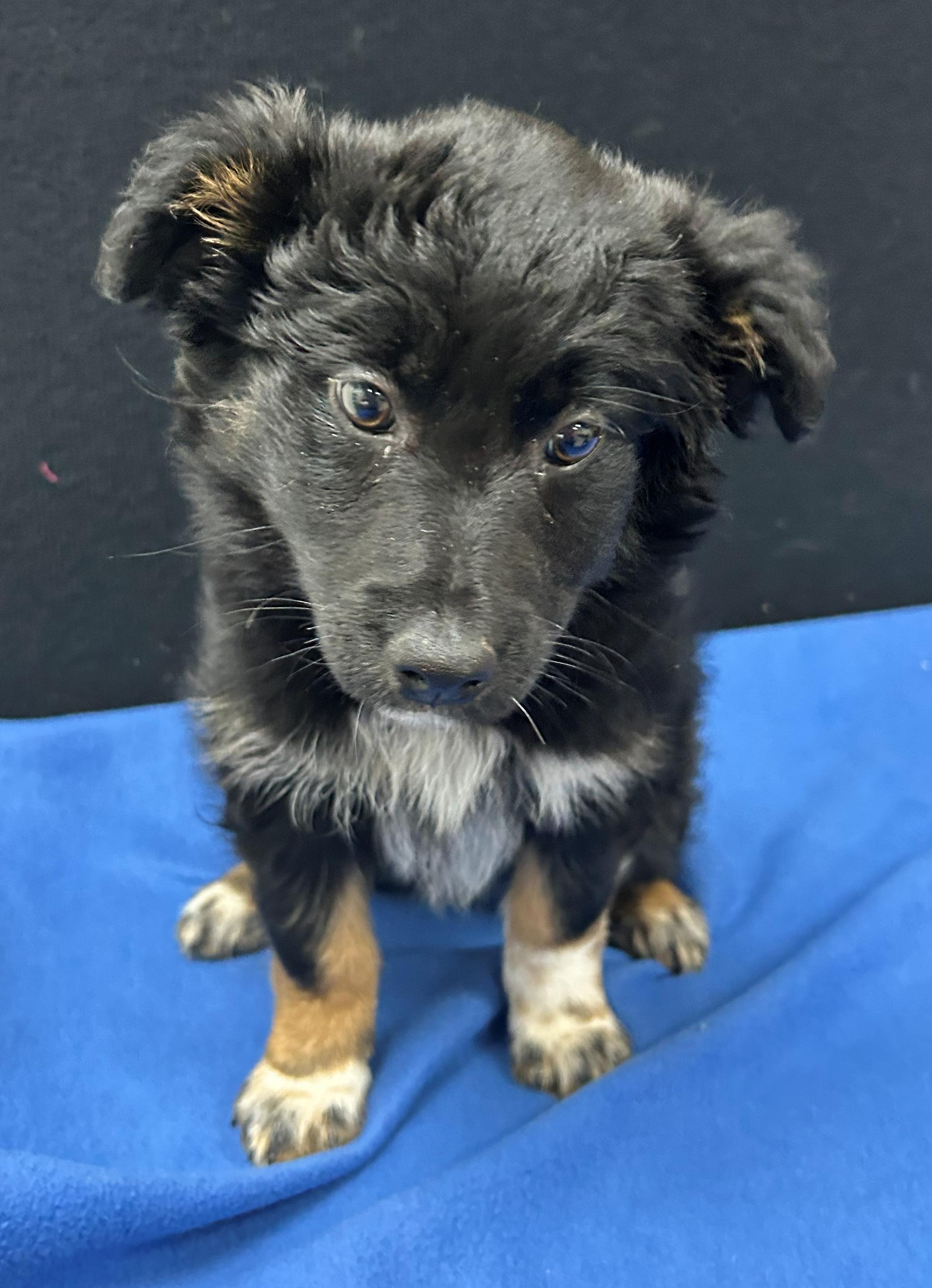 Enlarge Jersey, a Adoptable Mixed Breed in Neillsville, WI image 4/5