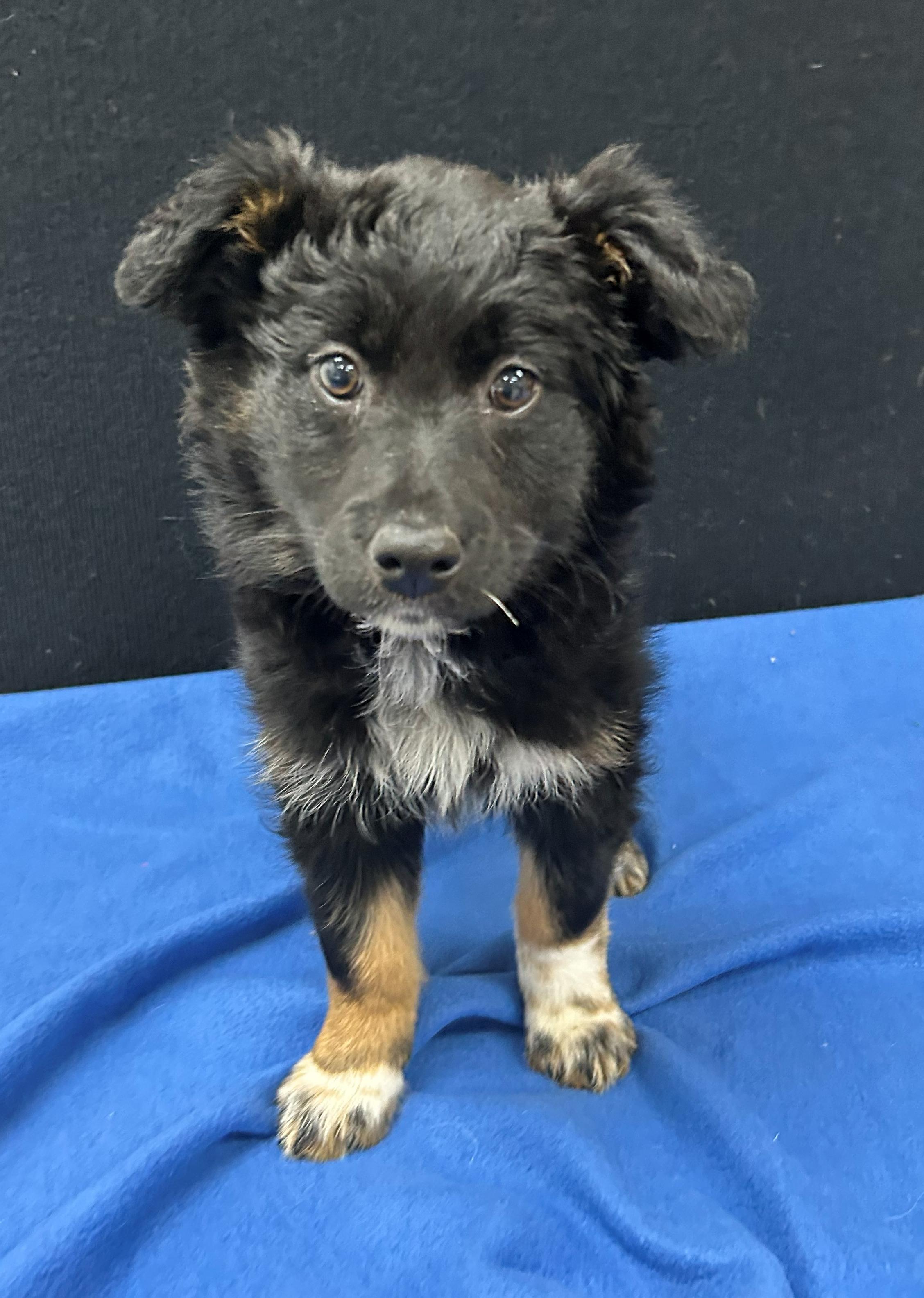 Enlarge Jersey, a Adoptable Mixed Breed in Neillsville, WI image 1/5