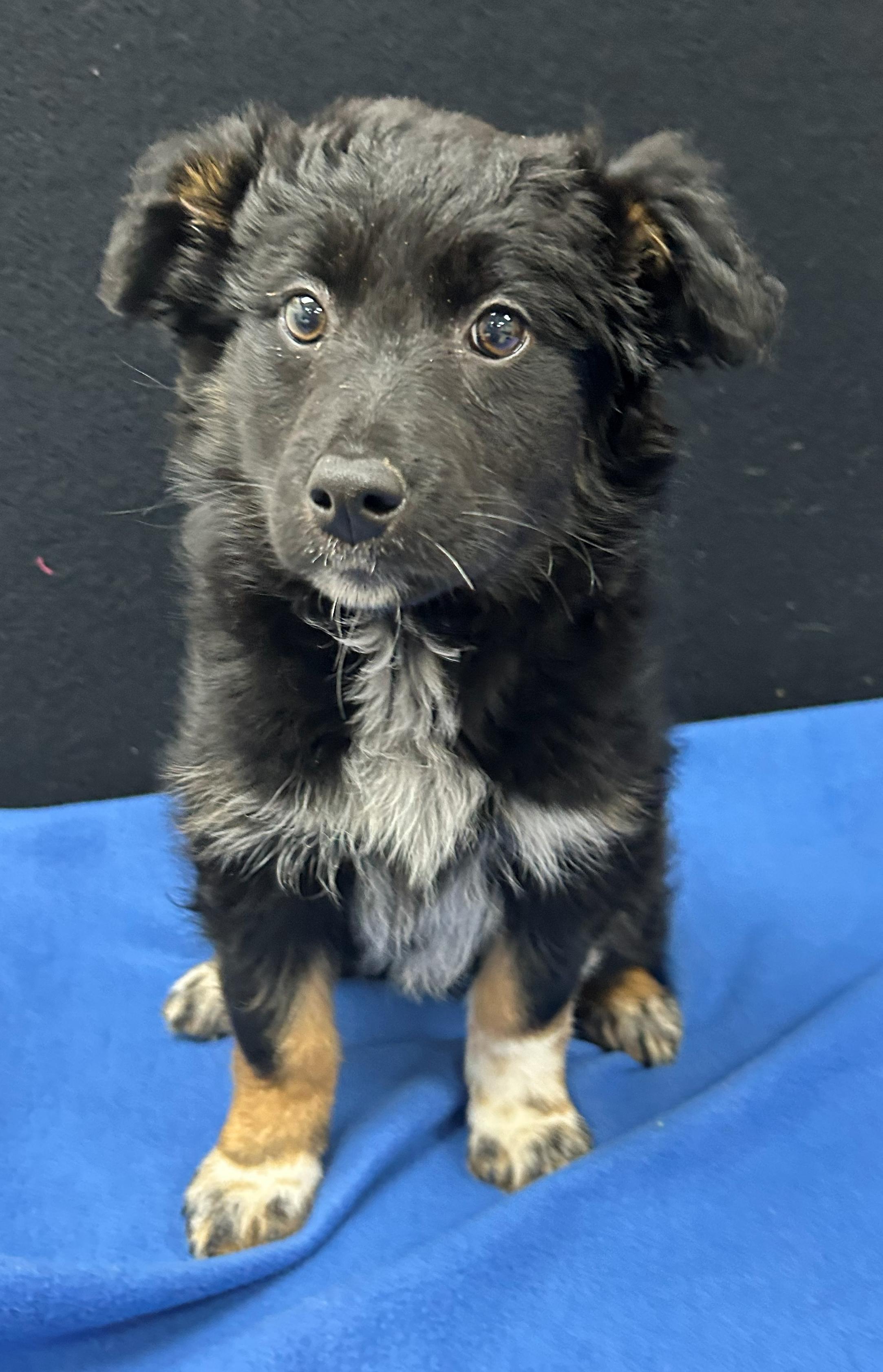 Enlarge Jersey, a Adoptable Mixed Breed in Neillsville, WI image 3/5