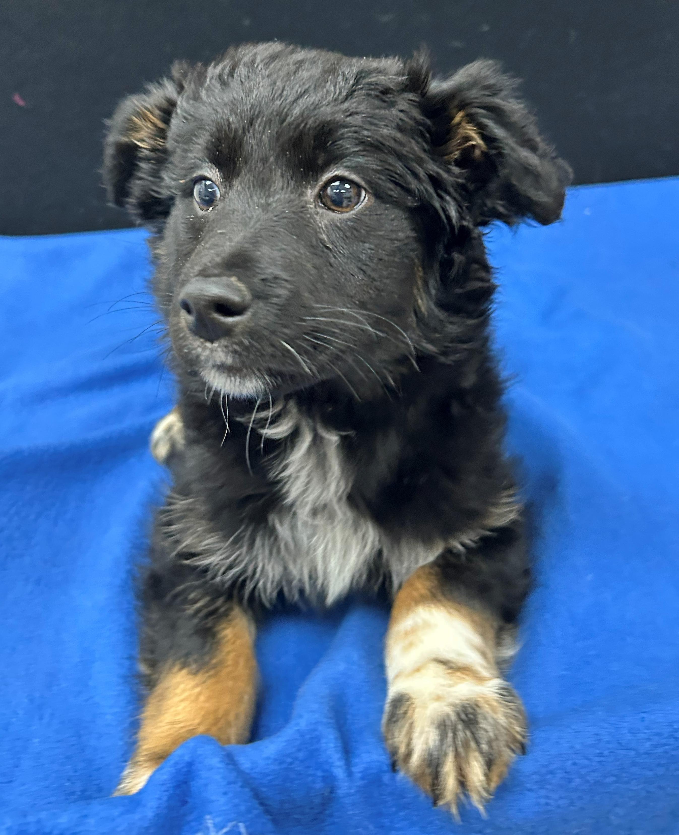 Enlarge Jersey, a Adoptable Mixed Breed in Neillsville, WI image 2/5