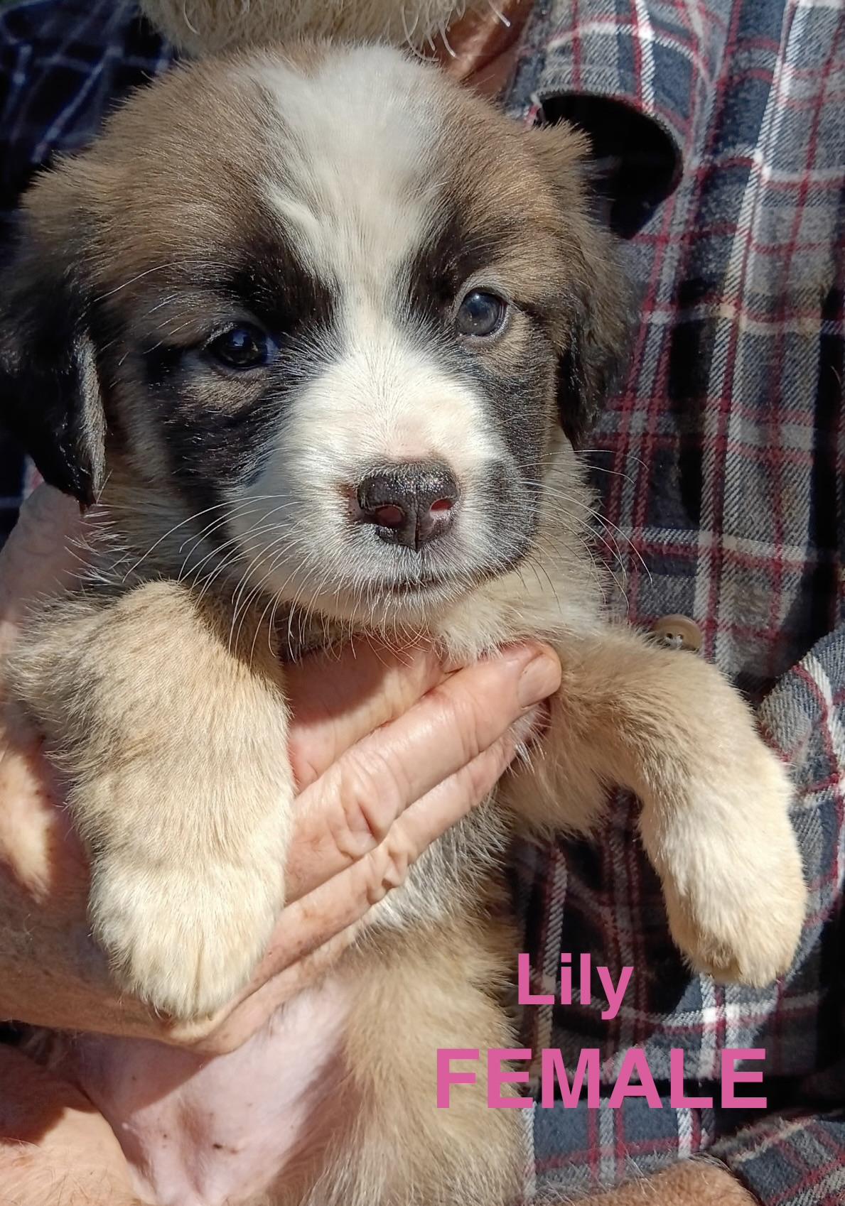 LILY, Adopted, Puppy Female Shepherd.