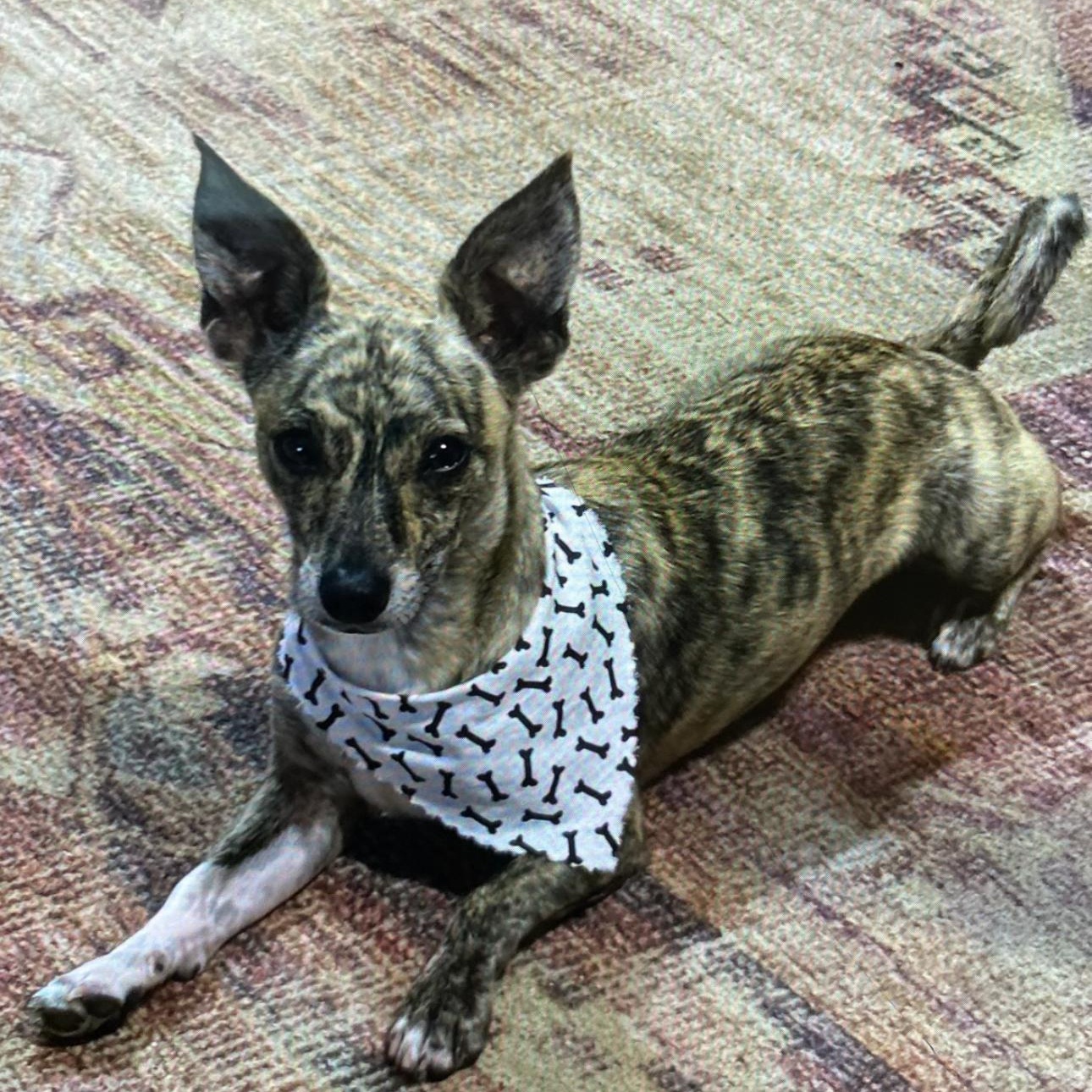 Enlarge Jasper, a ADOPTABLE mixed breed in Yukon, OK image 1/1