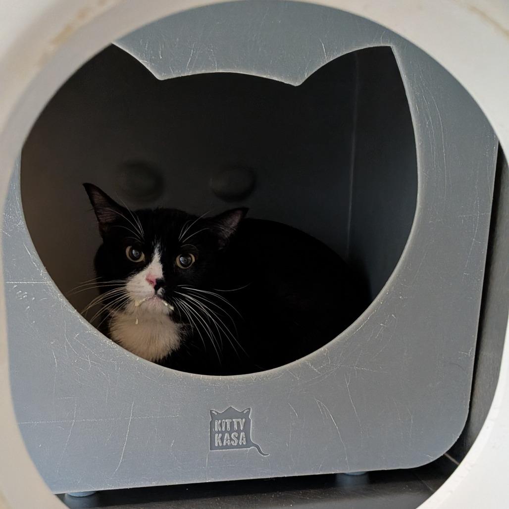 Sailor Cat Sam, Adoptable, Adult Male Domestic Short Hair.