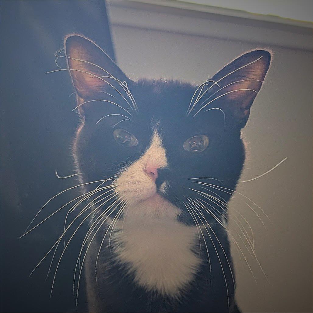 Sailor Cat Sam, Adoptable, Adult Male Domestic Short Hair.