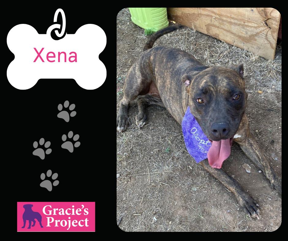 Xena, Adult Female Pit Bull Terrier