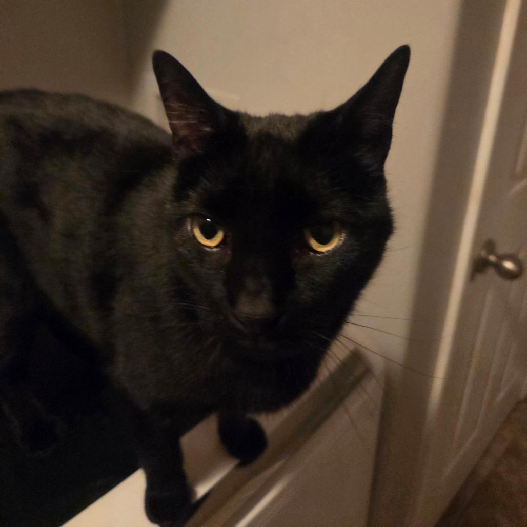 Enlarge Basil, a Adoptable Domestic Short Hair in Layton, UT image 1/1