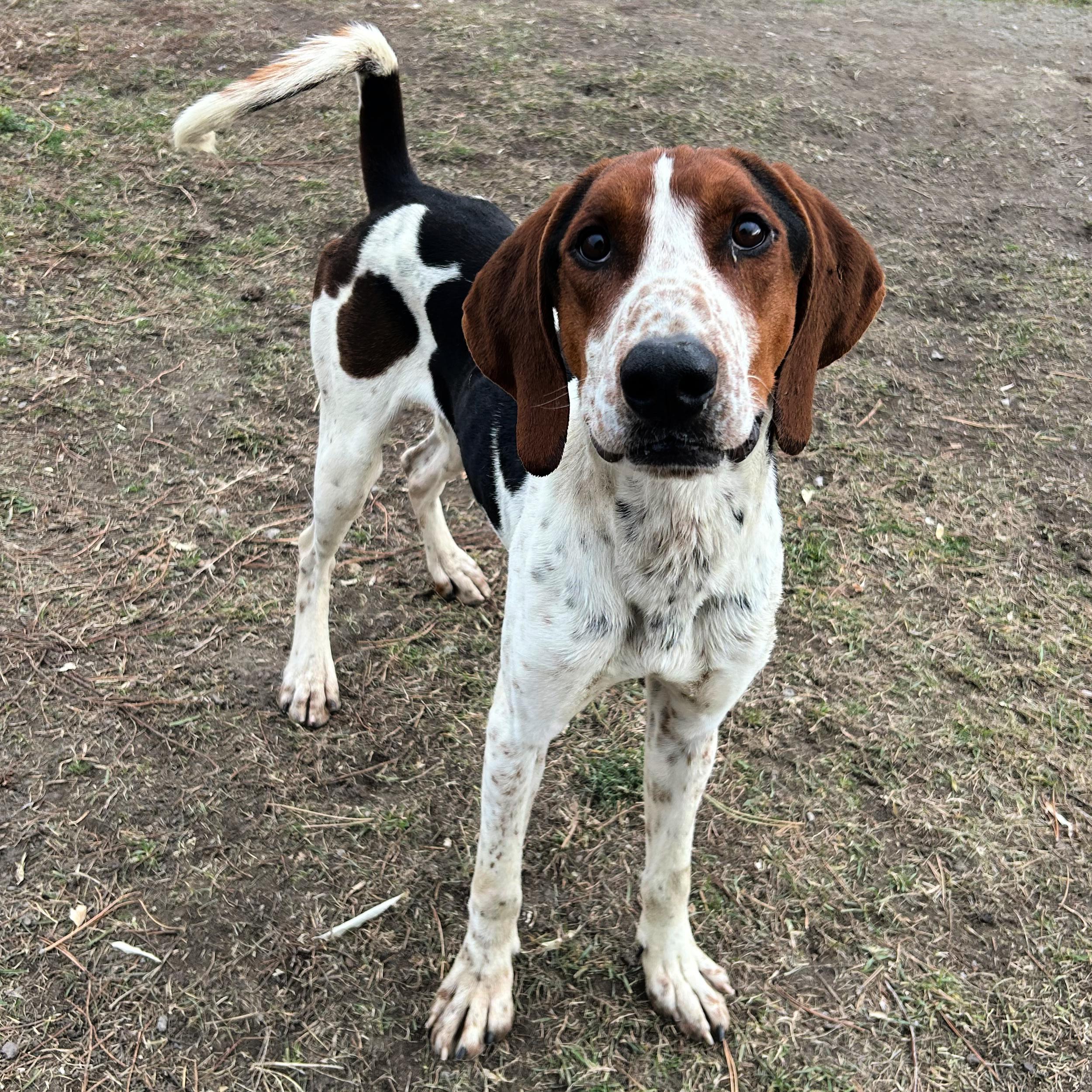 Sherlock thumbnail 3