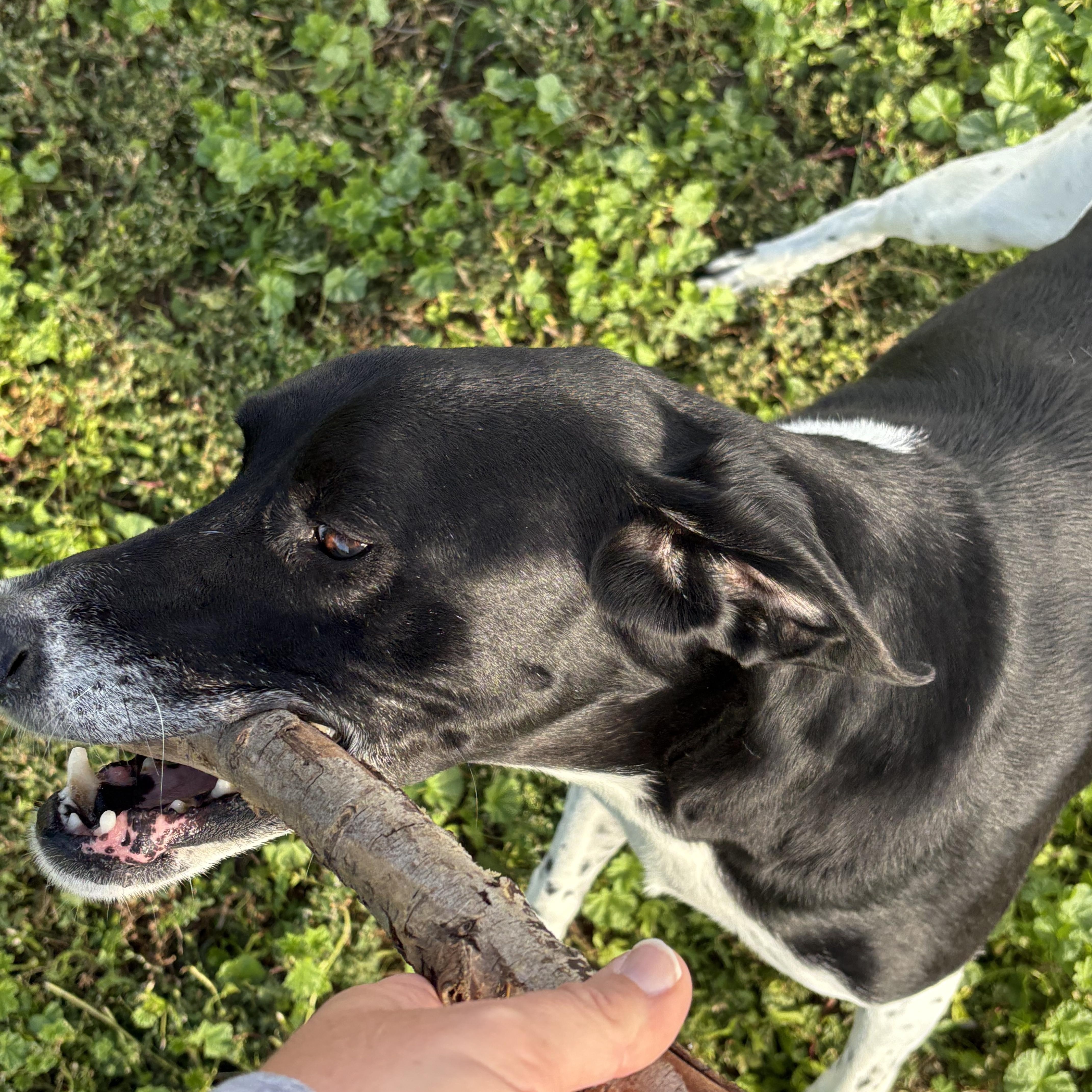 Gunner, an adoptable German Shorthaired Pointer in Grant, NE, 69140 | Photo Image 4