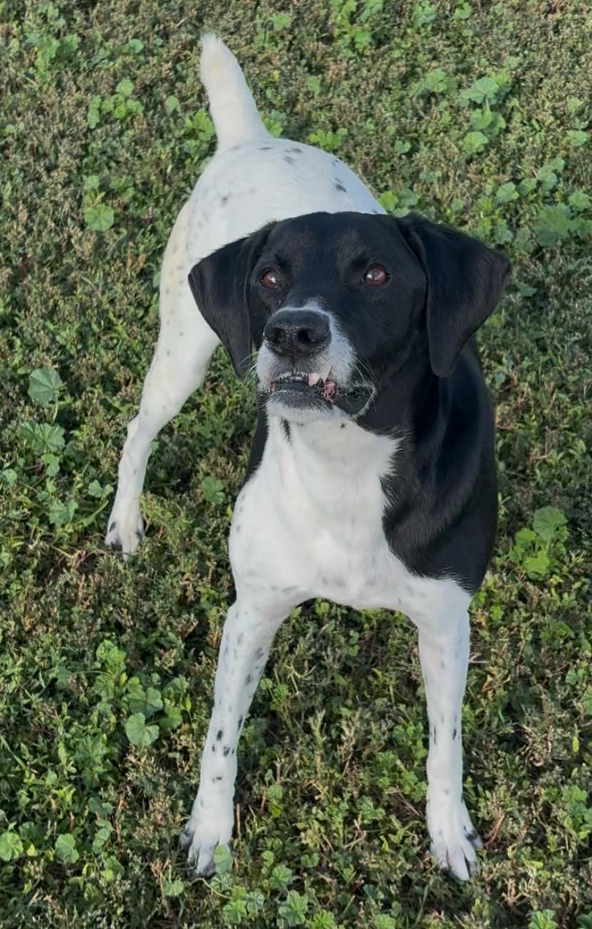 Gunner, an adoptable German Shorthaired Pointer in Grant, NE, 69140 | Photo Image 1