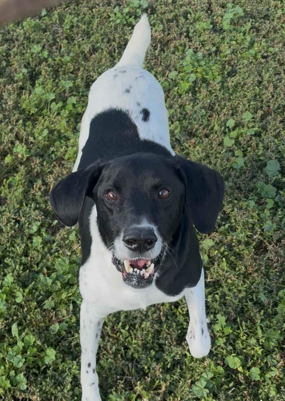 Gunner, an adoptable German Shorthaired Pointer in Grant, NE, 69140 | Photo Image 6
